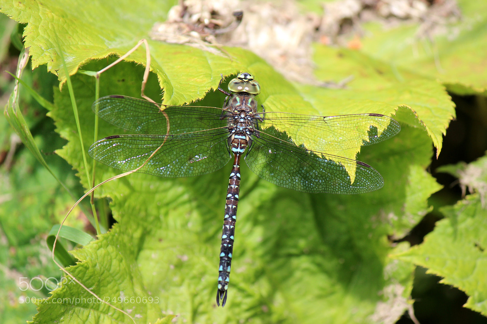 Canon EOS 600D (Rebel EOS T3i / EOS Kiss X5) sample photo. Img photography