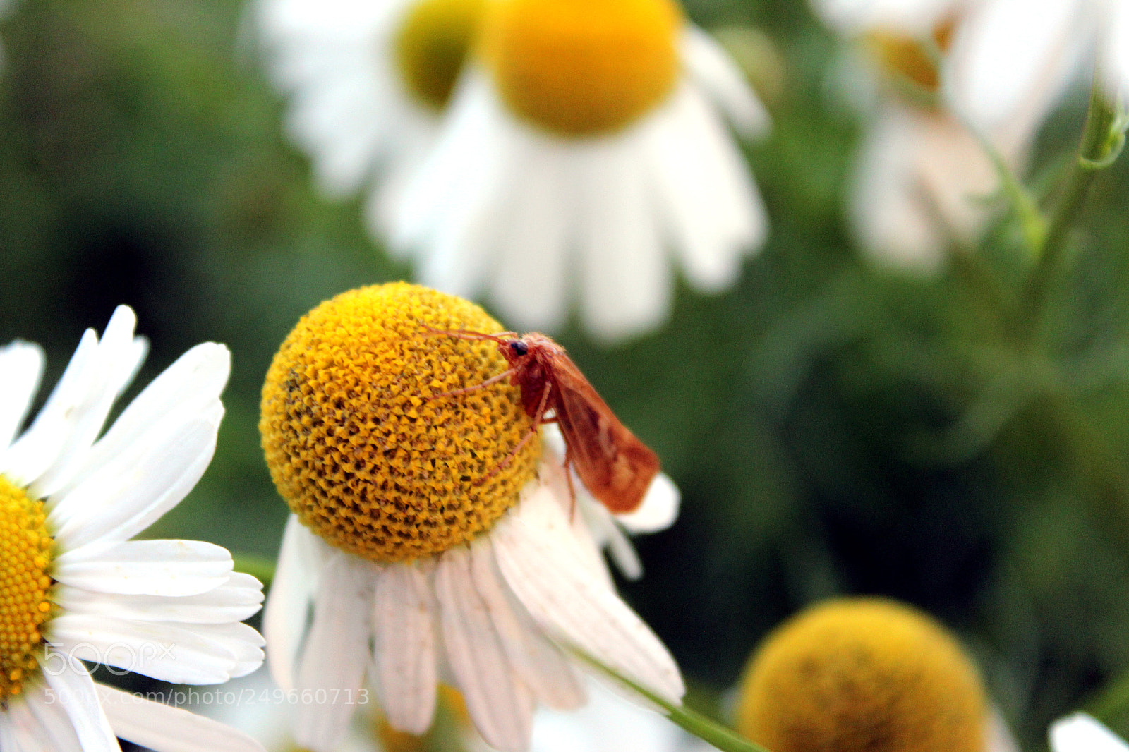 Canon EOS 600D (Rebel EOS T3i / EOS Kiss X5) sample photo. Img photography