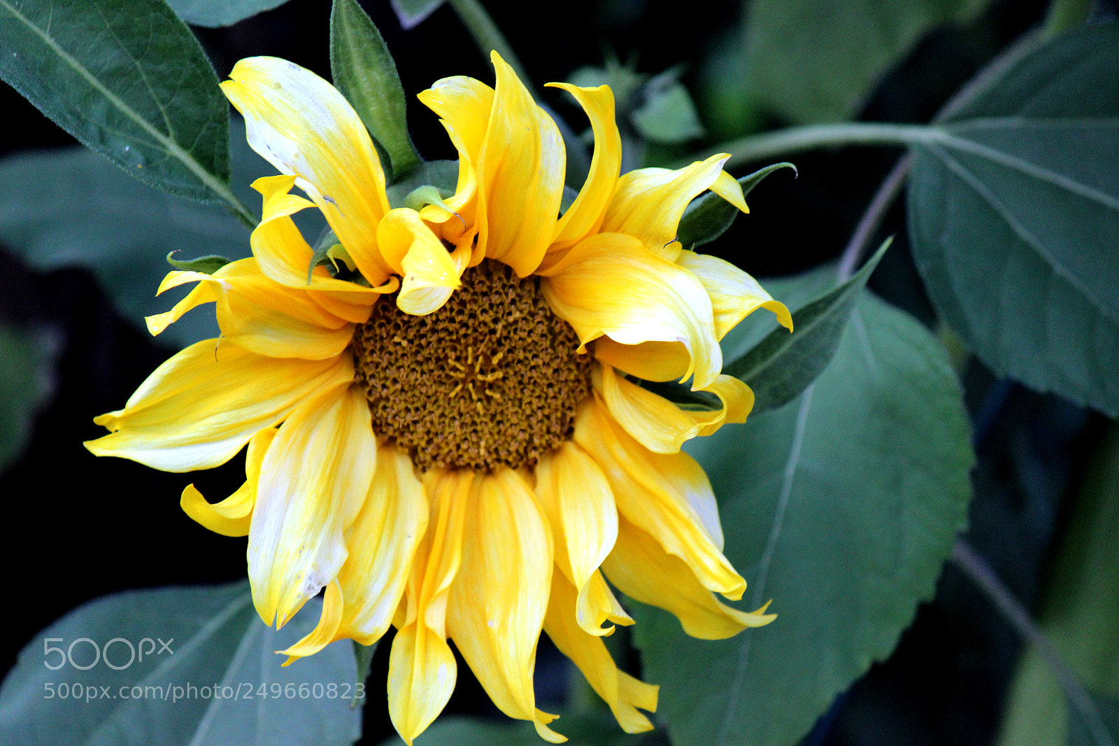 Canon EOS 600D (Rebel EOS T3i / EOS Kiss X5) sample photo. Img photography