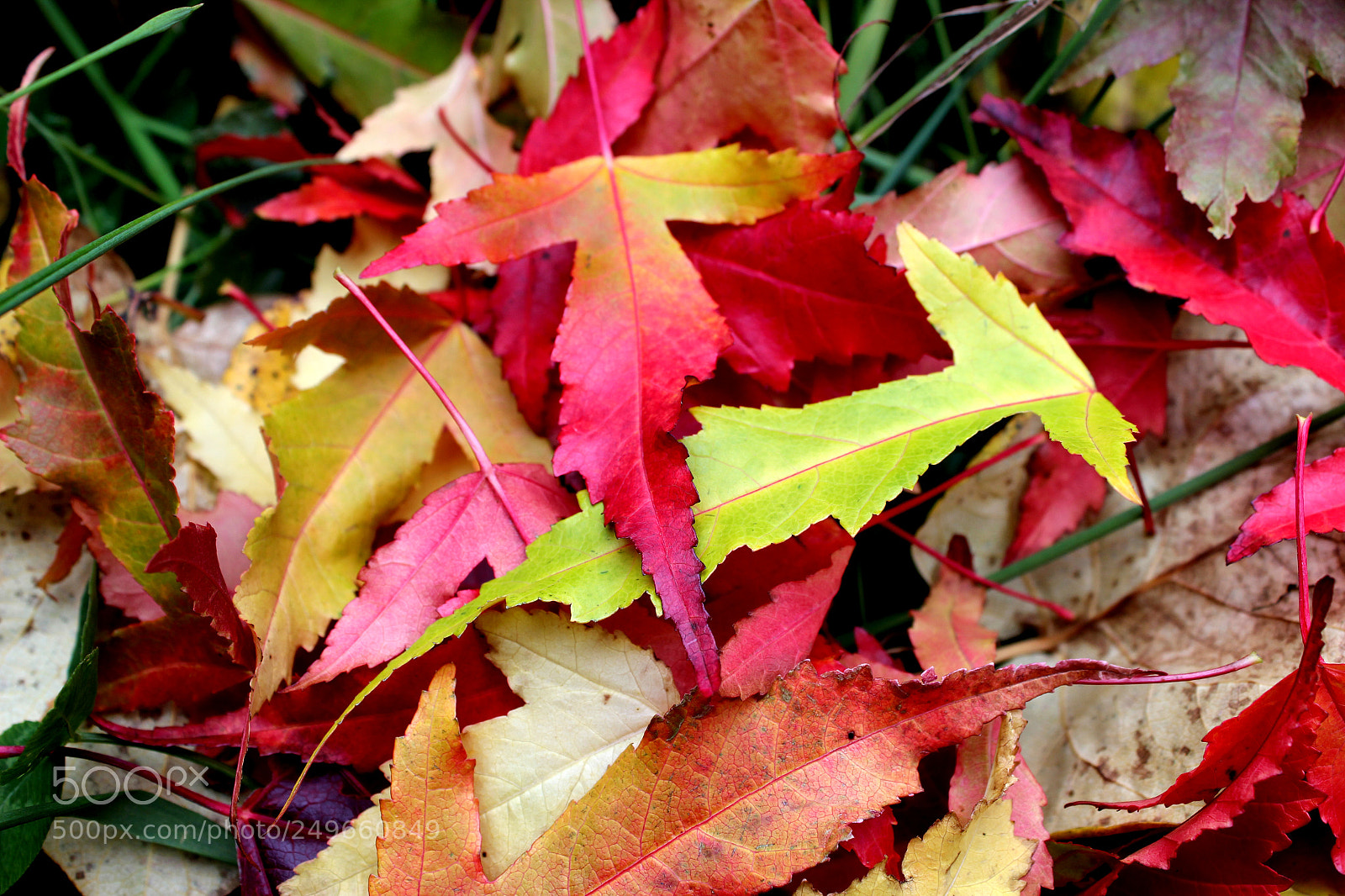Canon EOS 600D (Rebel EOS T3i / EOS Kiss X5) sample photo. Img photography