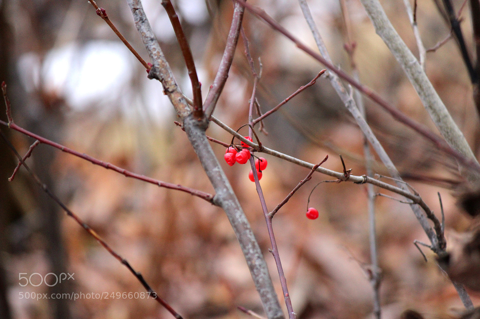 Canon EOS 600D (Rebel EOS T3i / EOS Kiss X5) sample photo. Img photography