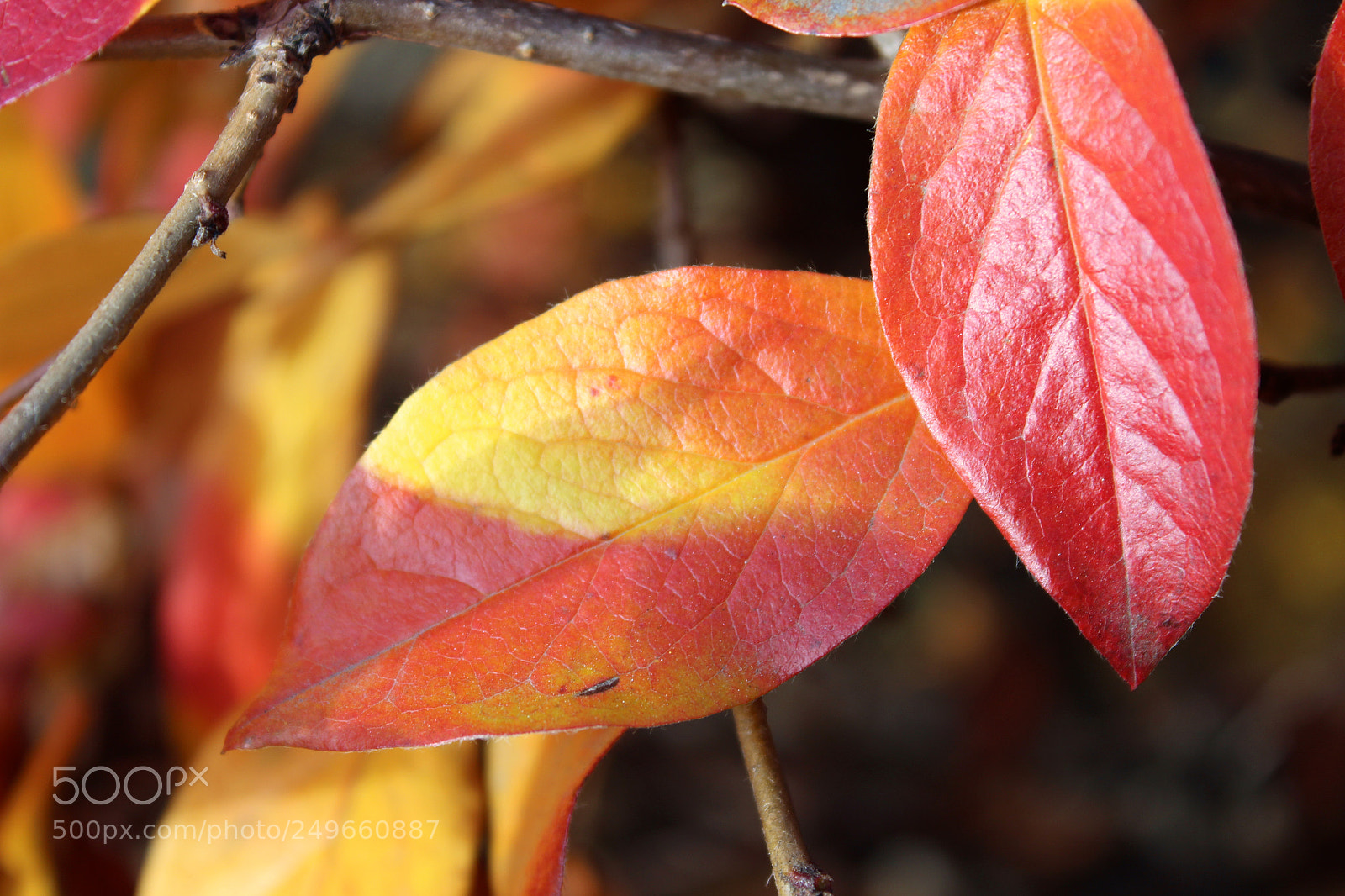 Canon EOS 600D (Rebel EOS T3i / EOS Kiss X5) sample photo. Img photography