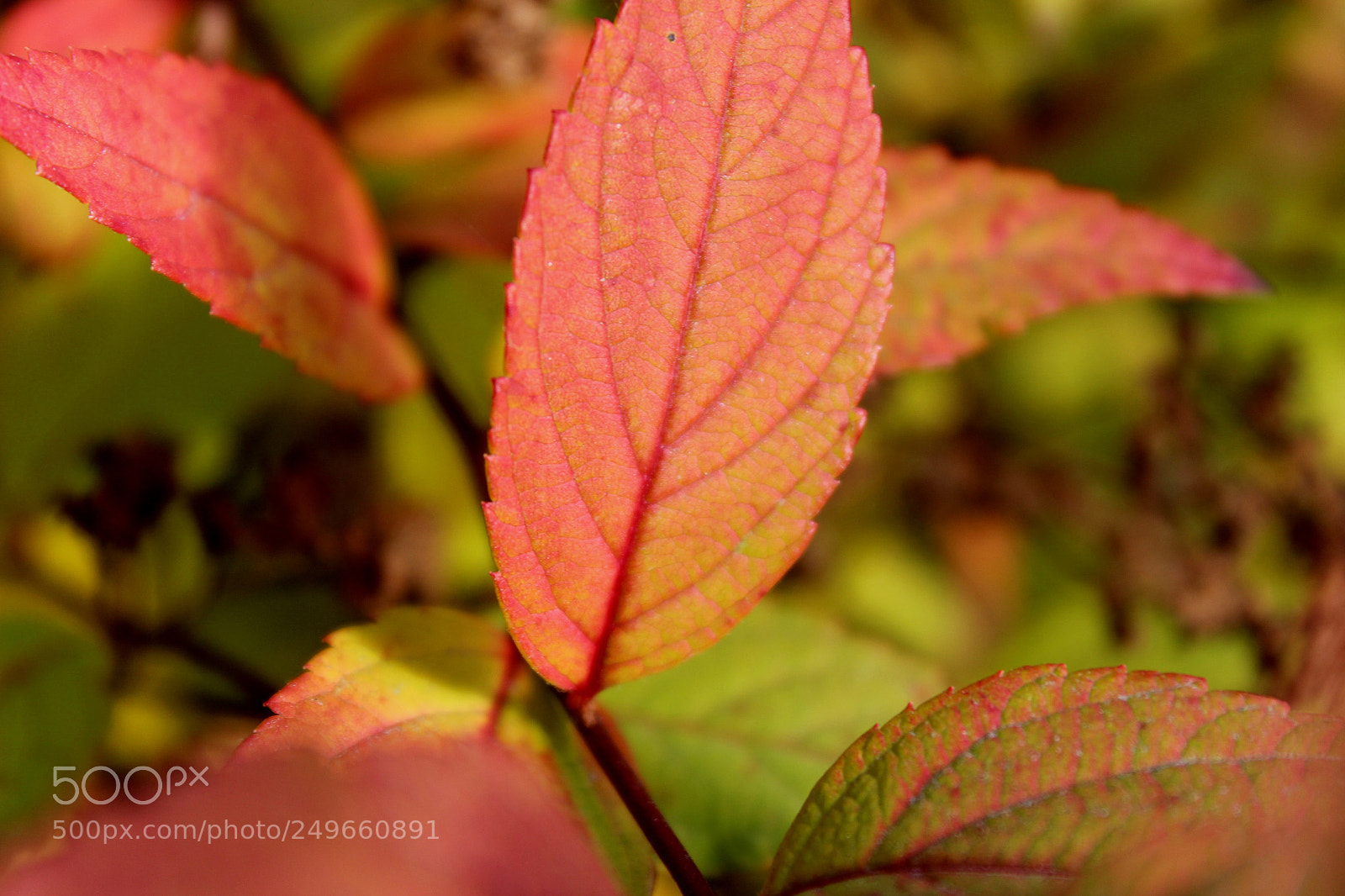 Canon EOS 600D (Rebel EOS T3i / EOS Kiss X5) sample photo. Img photography