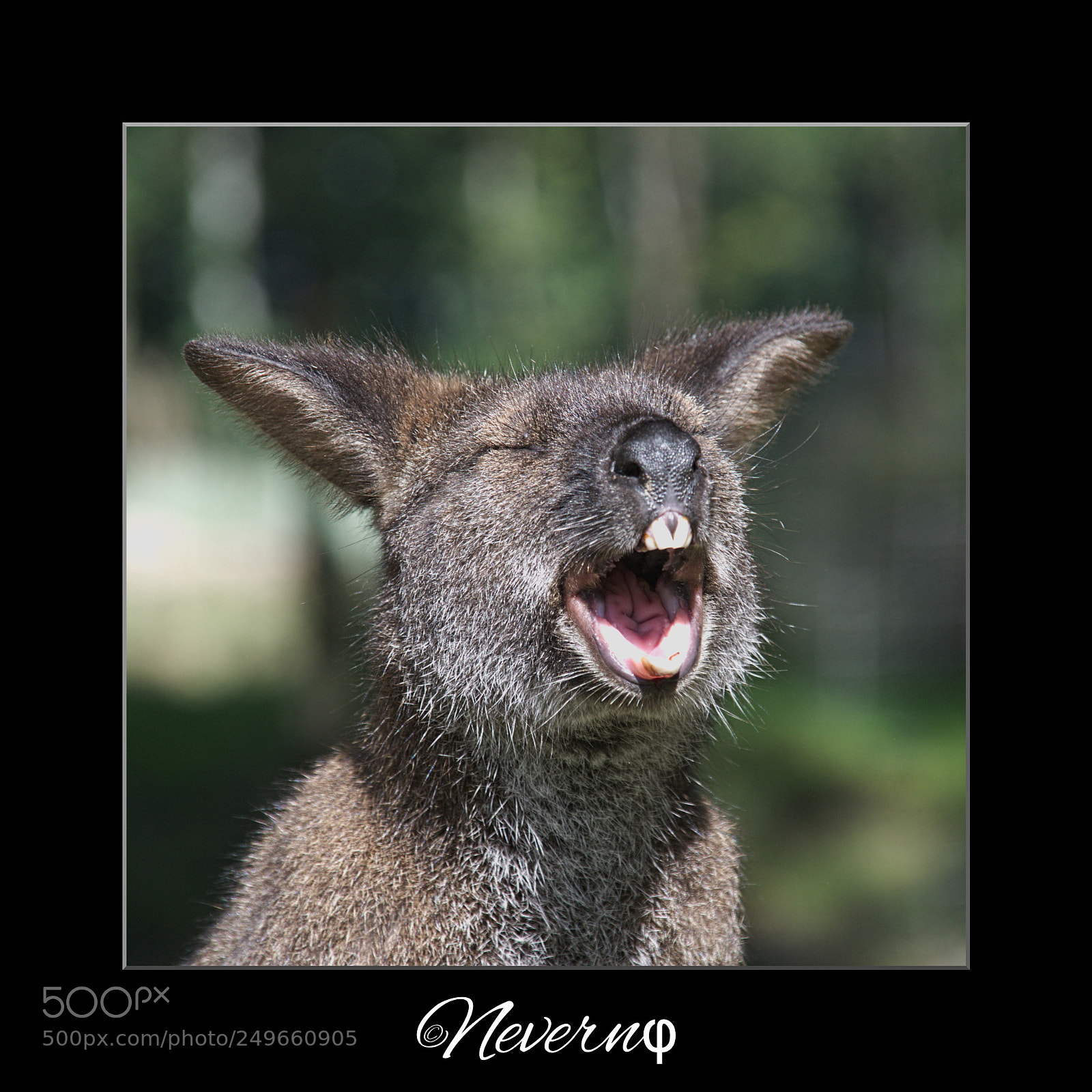 Pentax K-x sample photo. Wallaby photography
