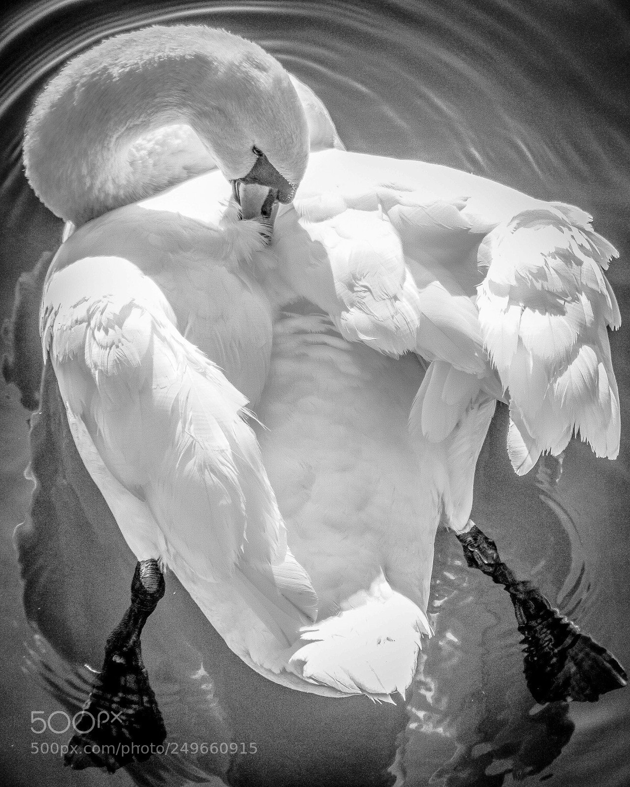 Sony a6500 sample photo. Lake zurich - preening photography
