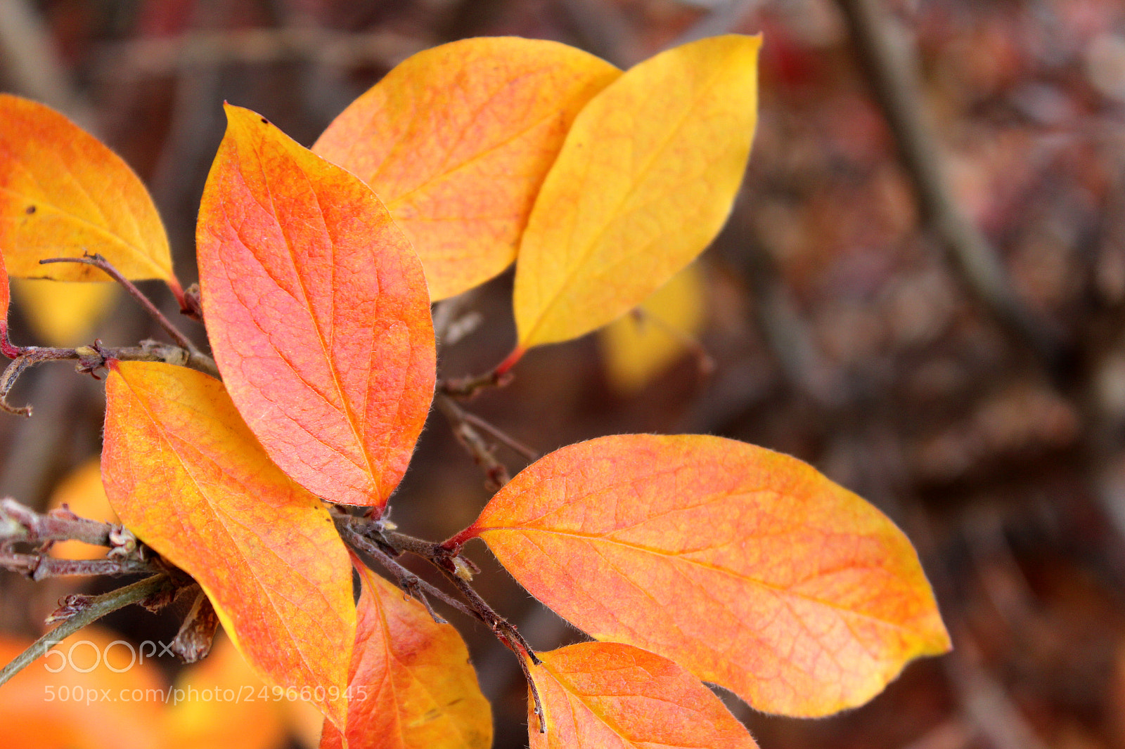 Canon EOS 600D (Rebel EOS T3i / EOS Kiss X5) sample photo. Img photography