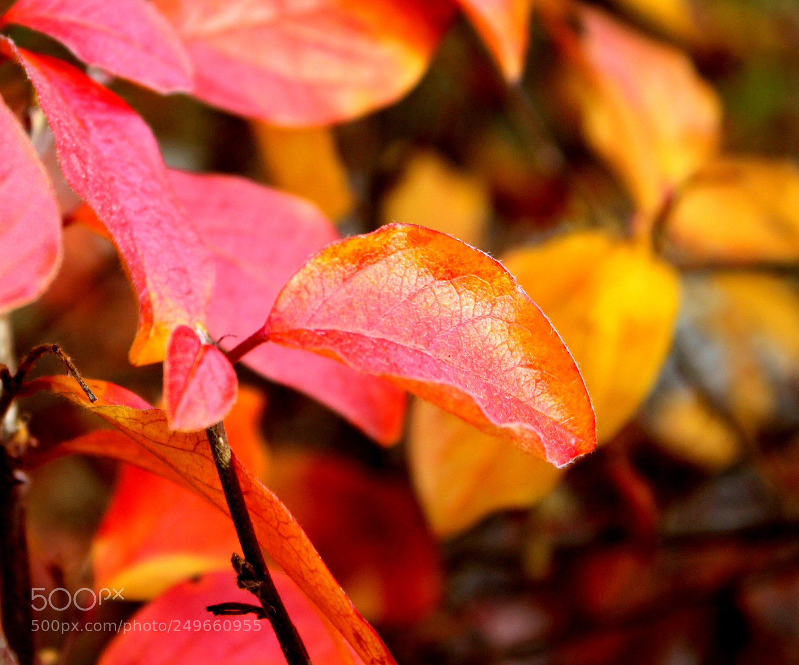 Canon EOS 600D (Rebel EOS T3i / EOS Kiss X5) sample photo. Img photography