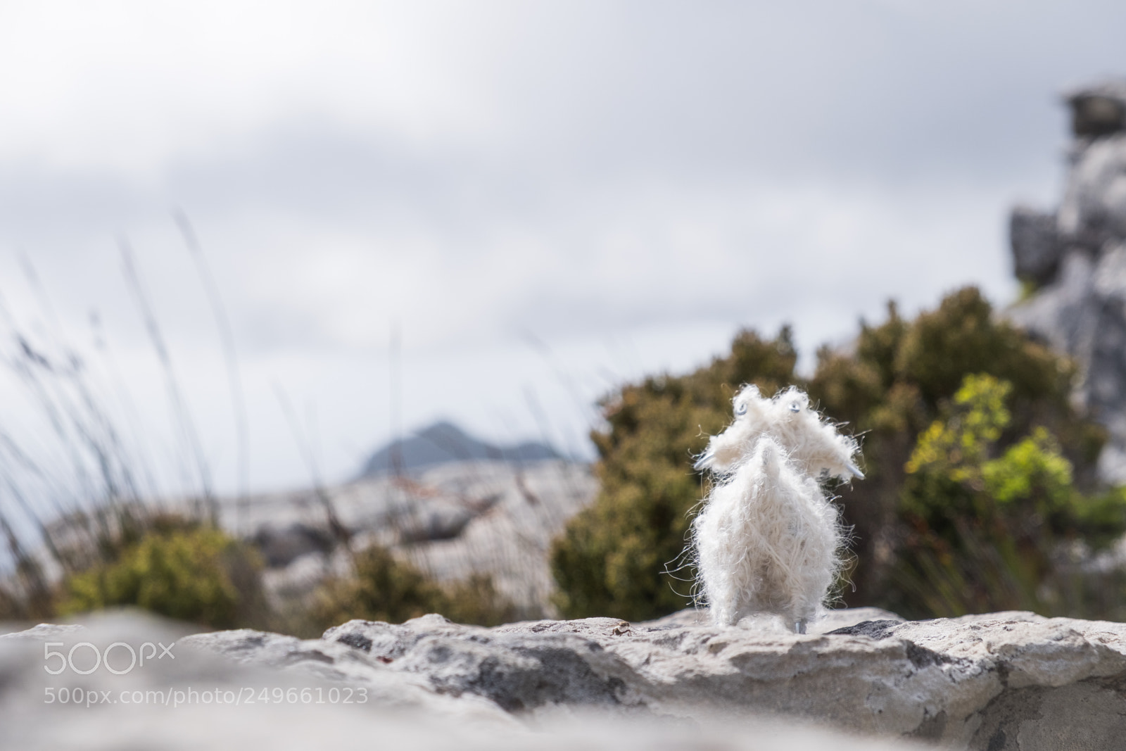 Fujifilm X-T2 sample photo. Gus on table mountain photography