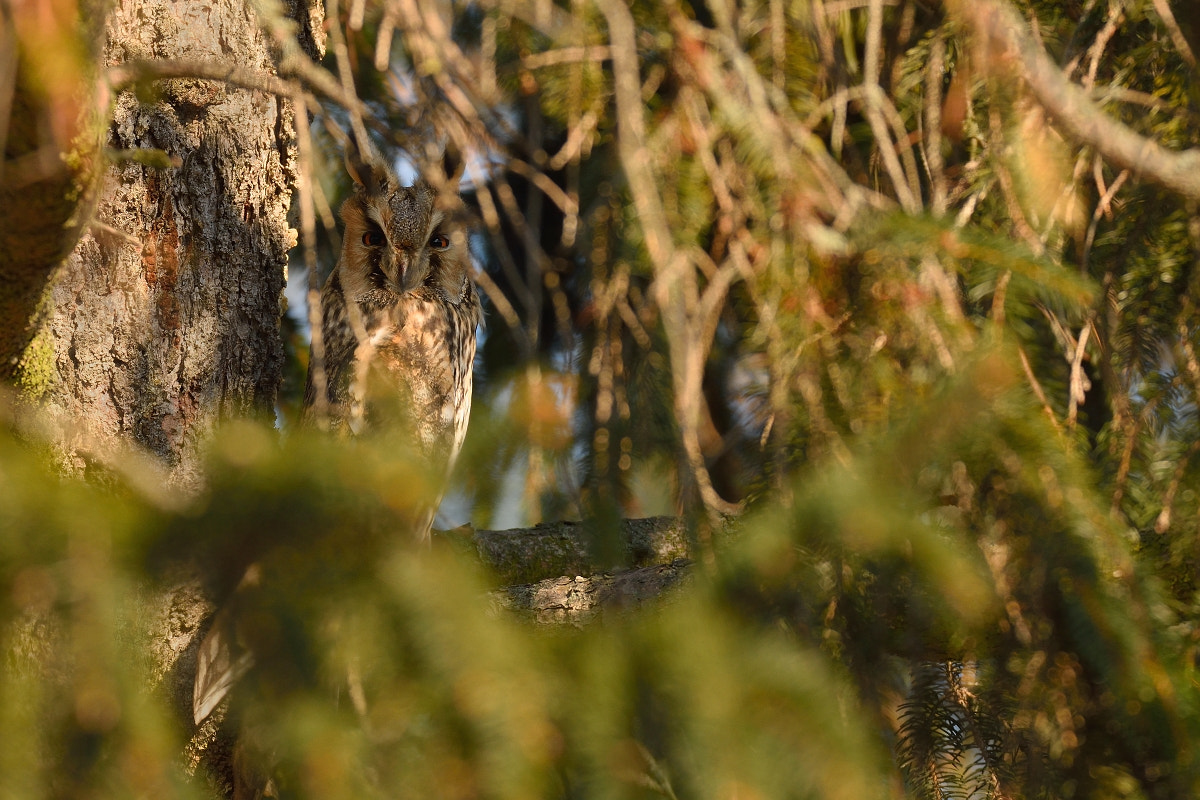 Nikon D7200 sample photo. Asio otus photography