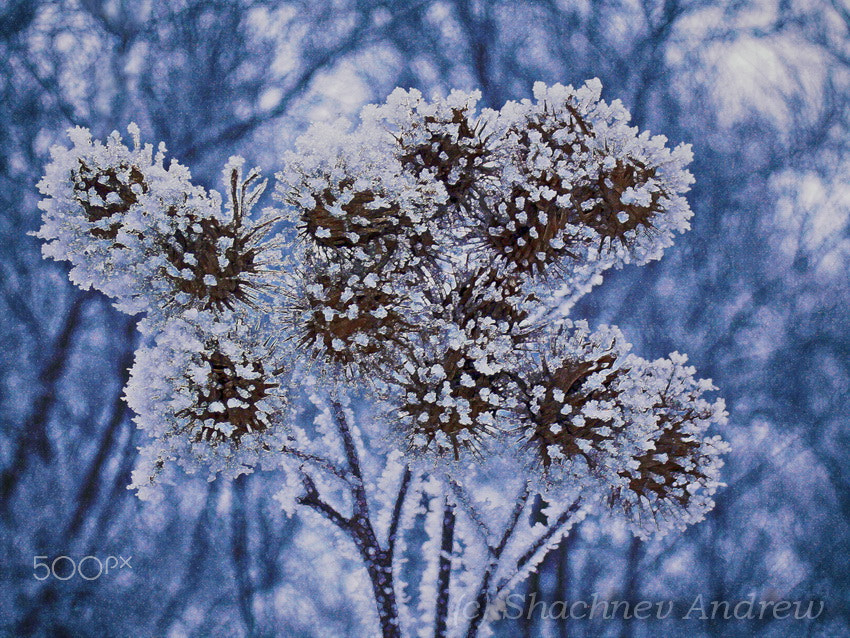 Canon PowerShot A590 IS sample photo. Burdock in the frost photography