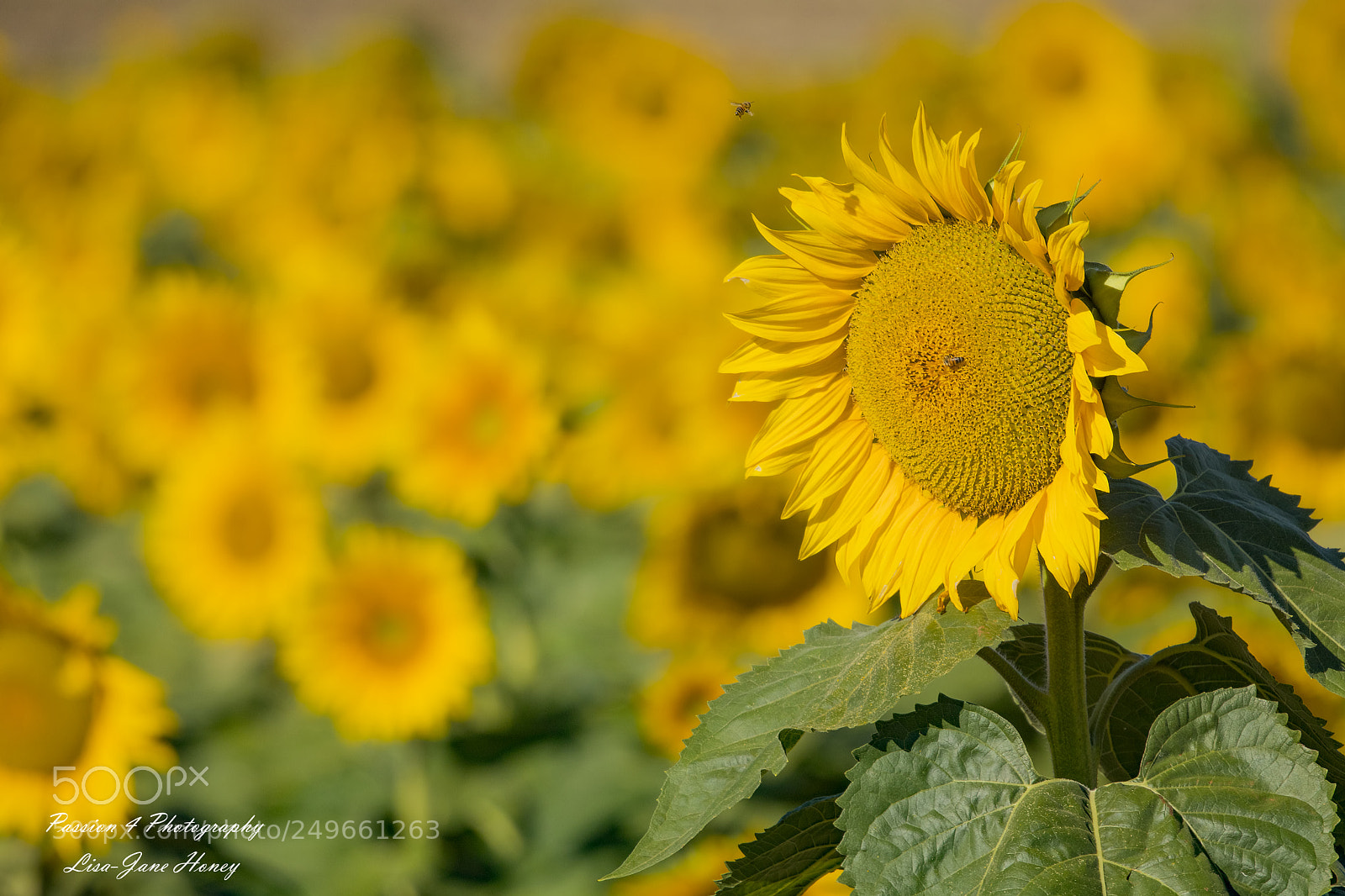 Canon EOS 80D sample photo. Yellow carpet photography