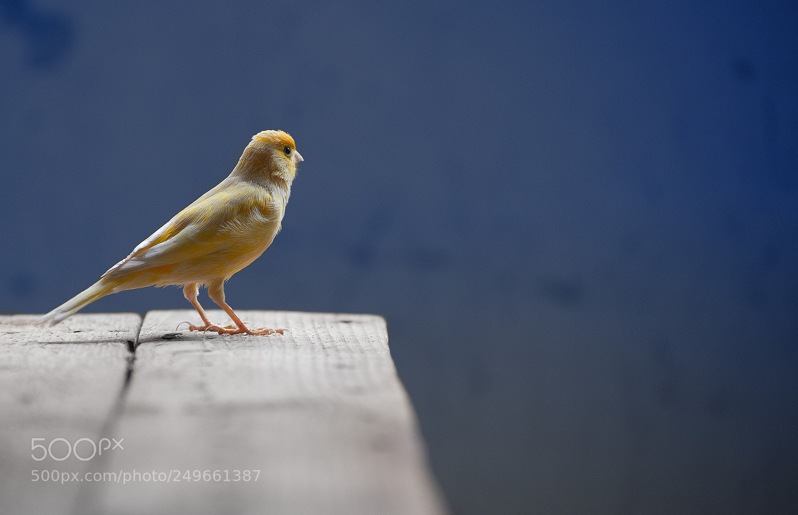 Nikon D610 sample photo. My canari photography
