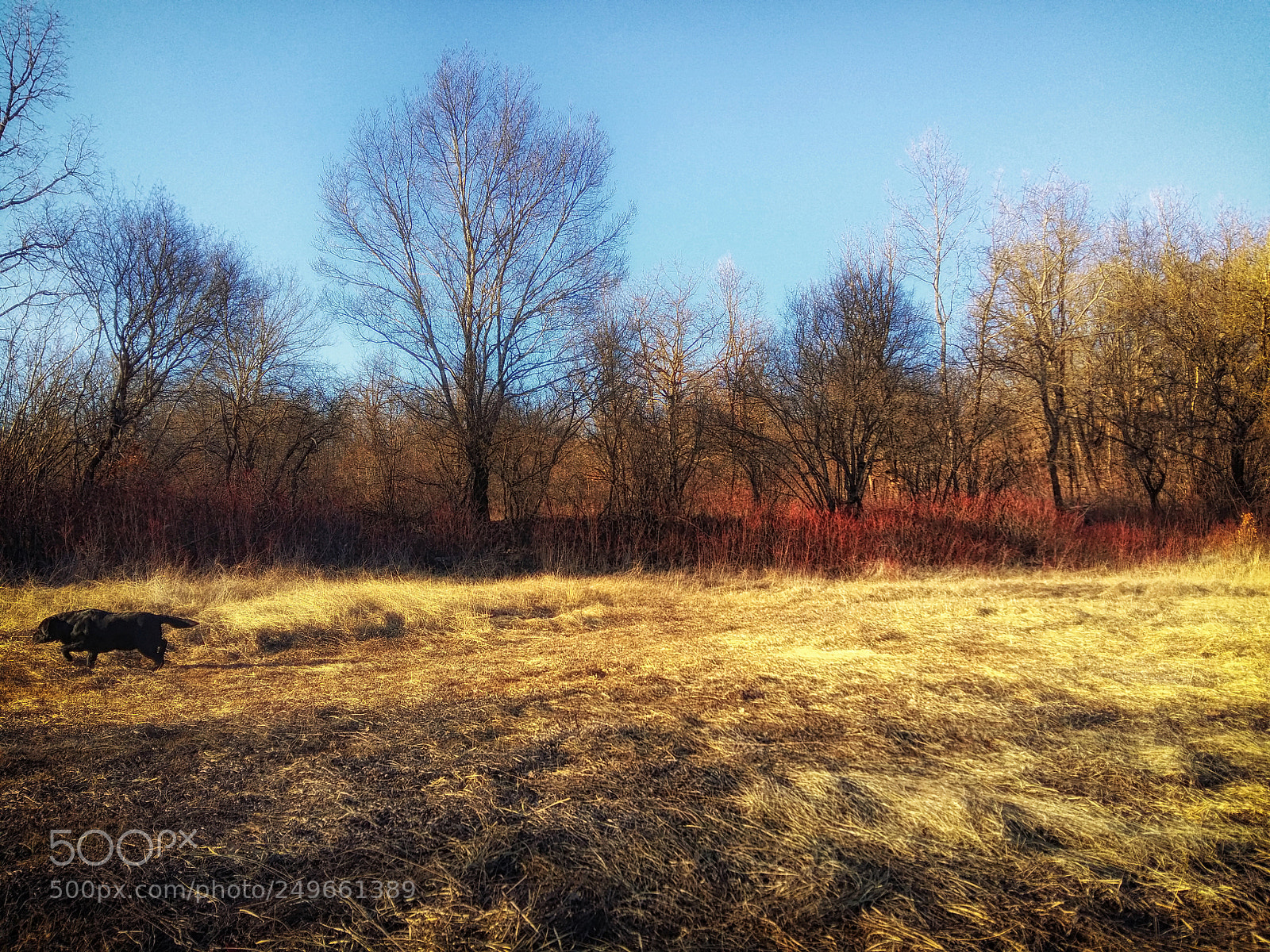 Samsung Galaxy A5 sample photo. Wild spirit photography