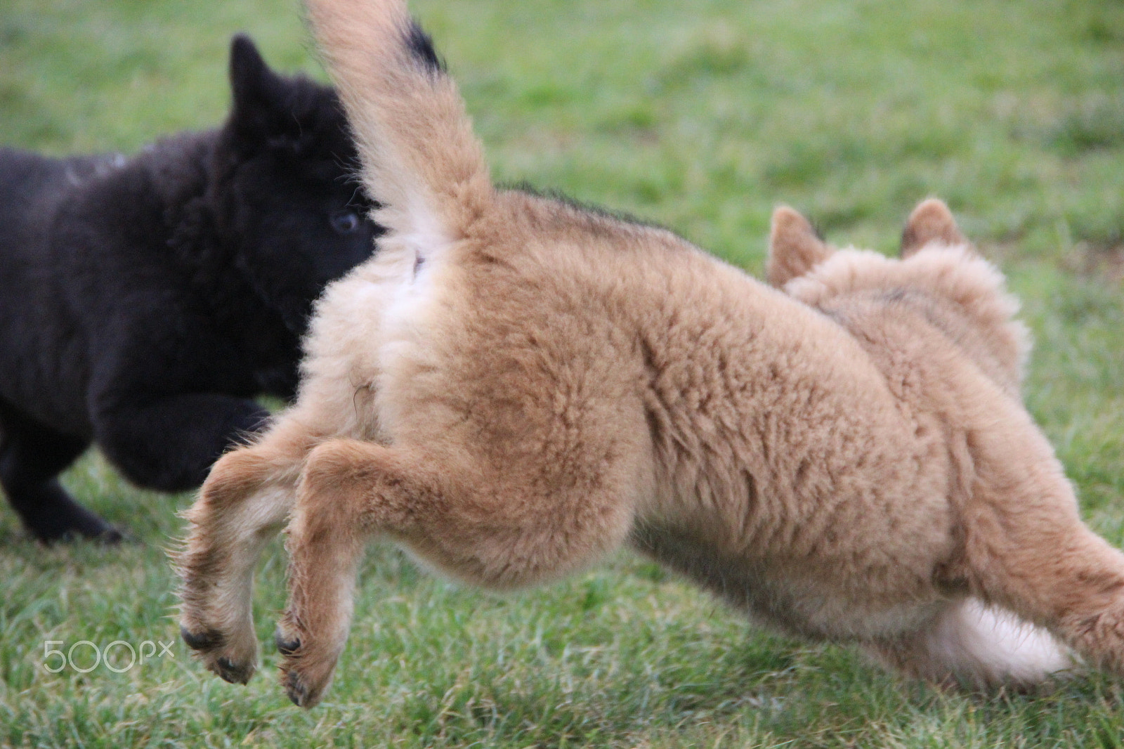 Canon EOS 600D (Rebel EOS T3i / EOS Kiss X5) sample photo. Dog run fast photography
