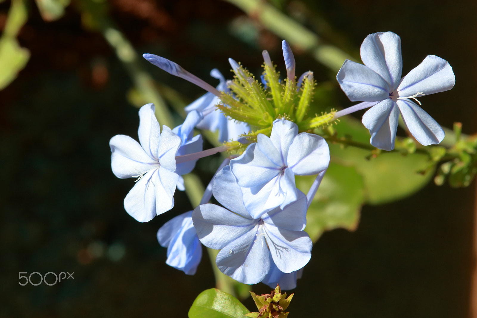 Canon EF-S 55-250mm F4-5.6 IS STM sample photo. Blue plumbago photography