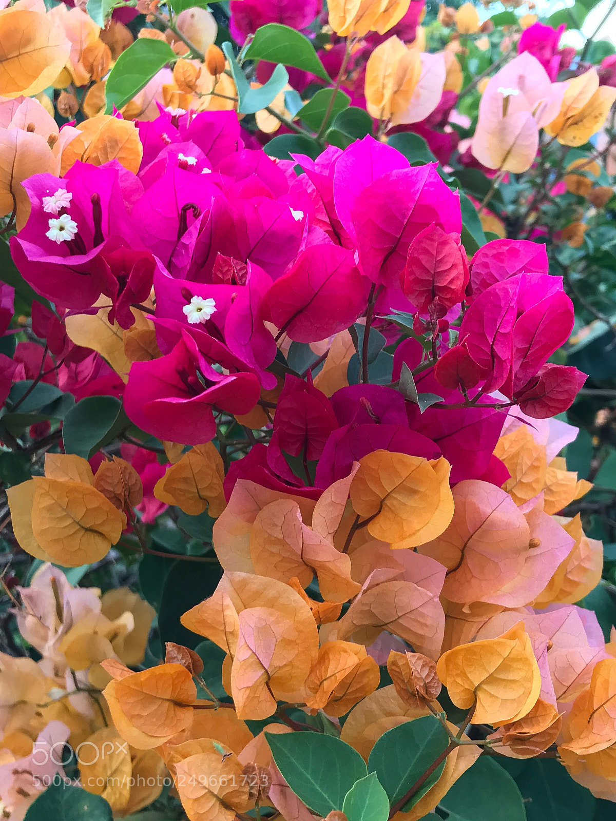 Apple iPhone 7 sample photo. Colors photography