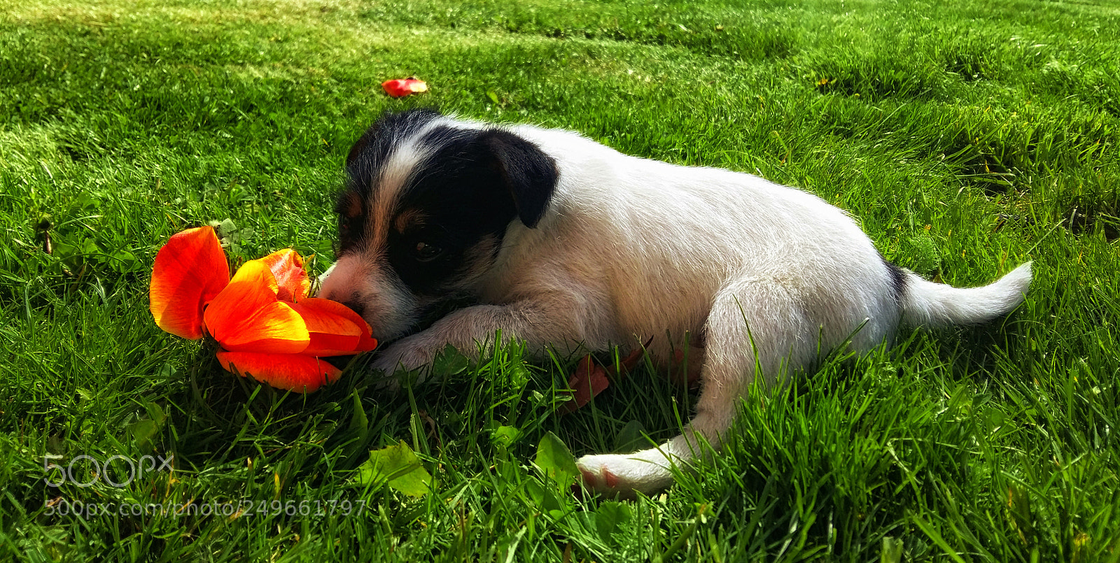 Samsung Galaxy A5 sample photo. Flower puppy photography