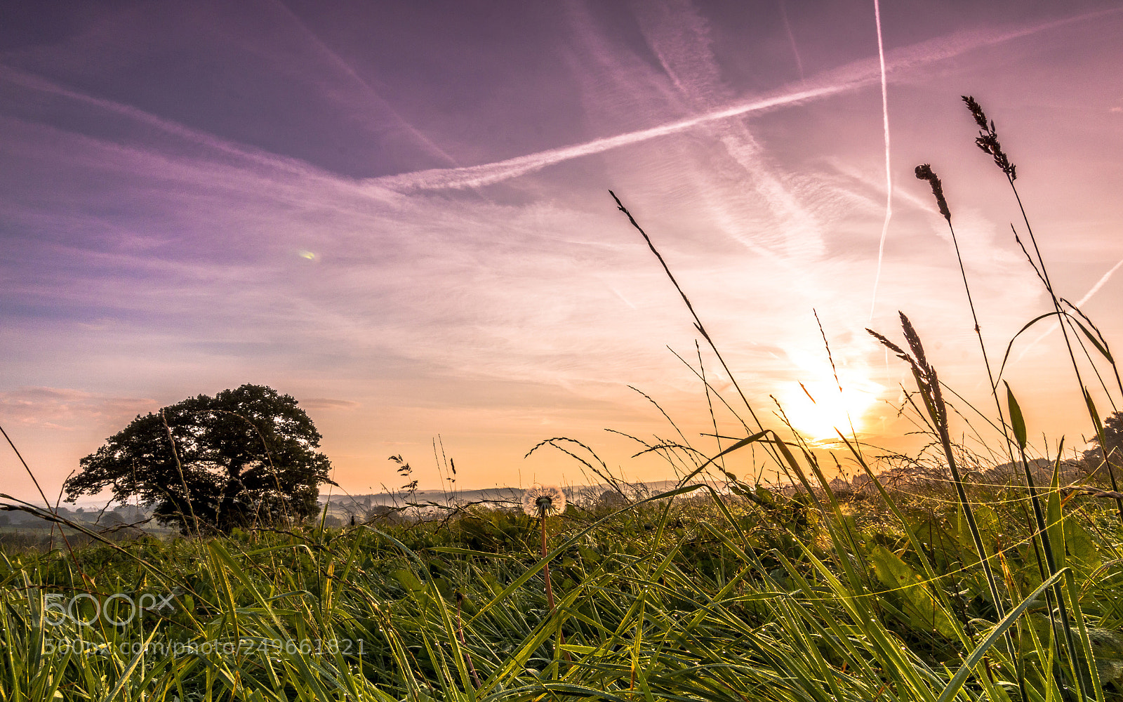 Canon EOS 70D sample photo. Green green grass of photography