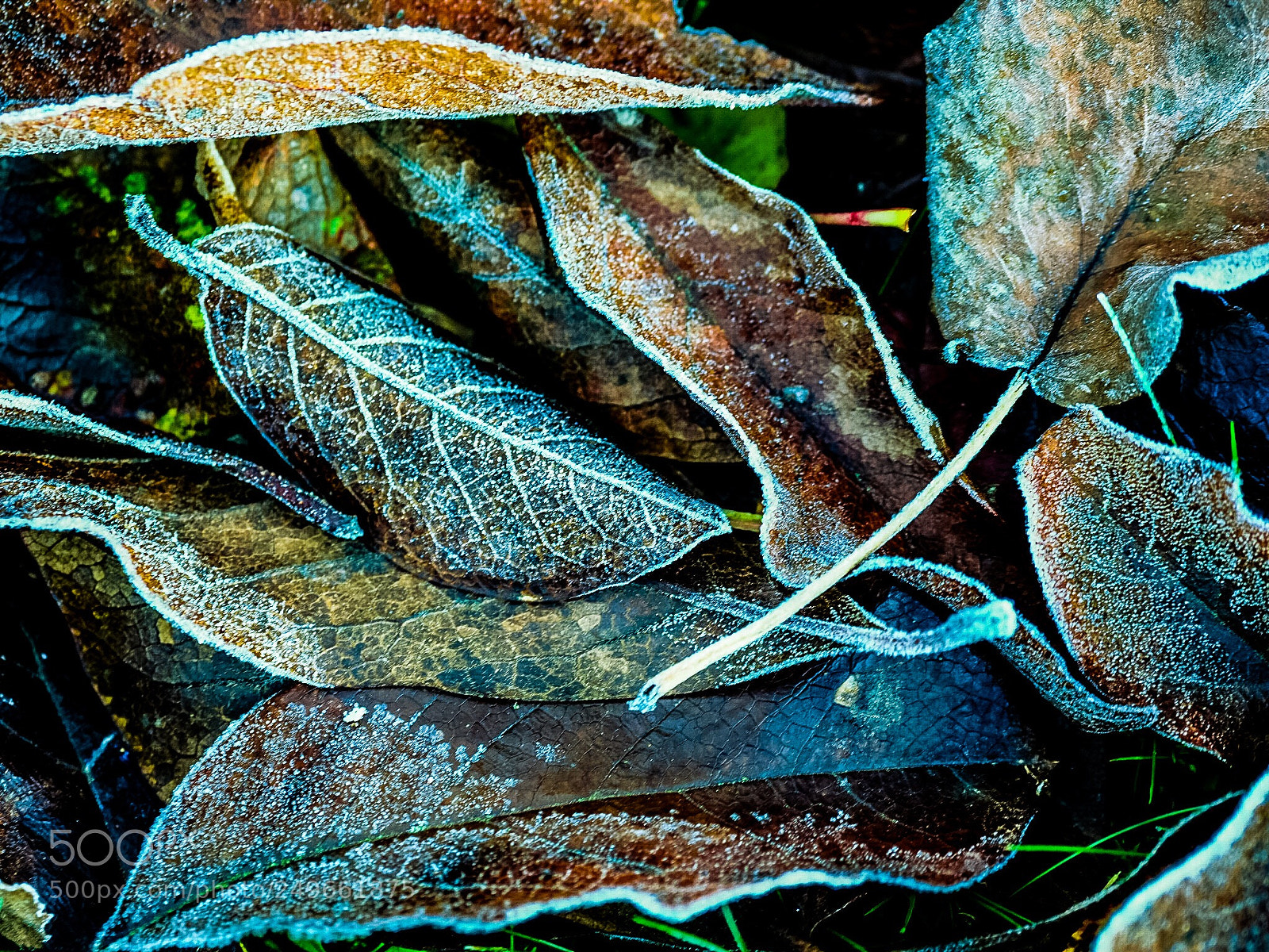 Olympus OM-D E-M1 Mark II sample photo. Autumn leaves photography