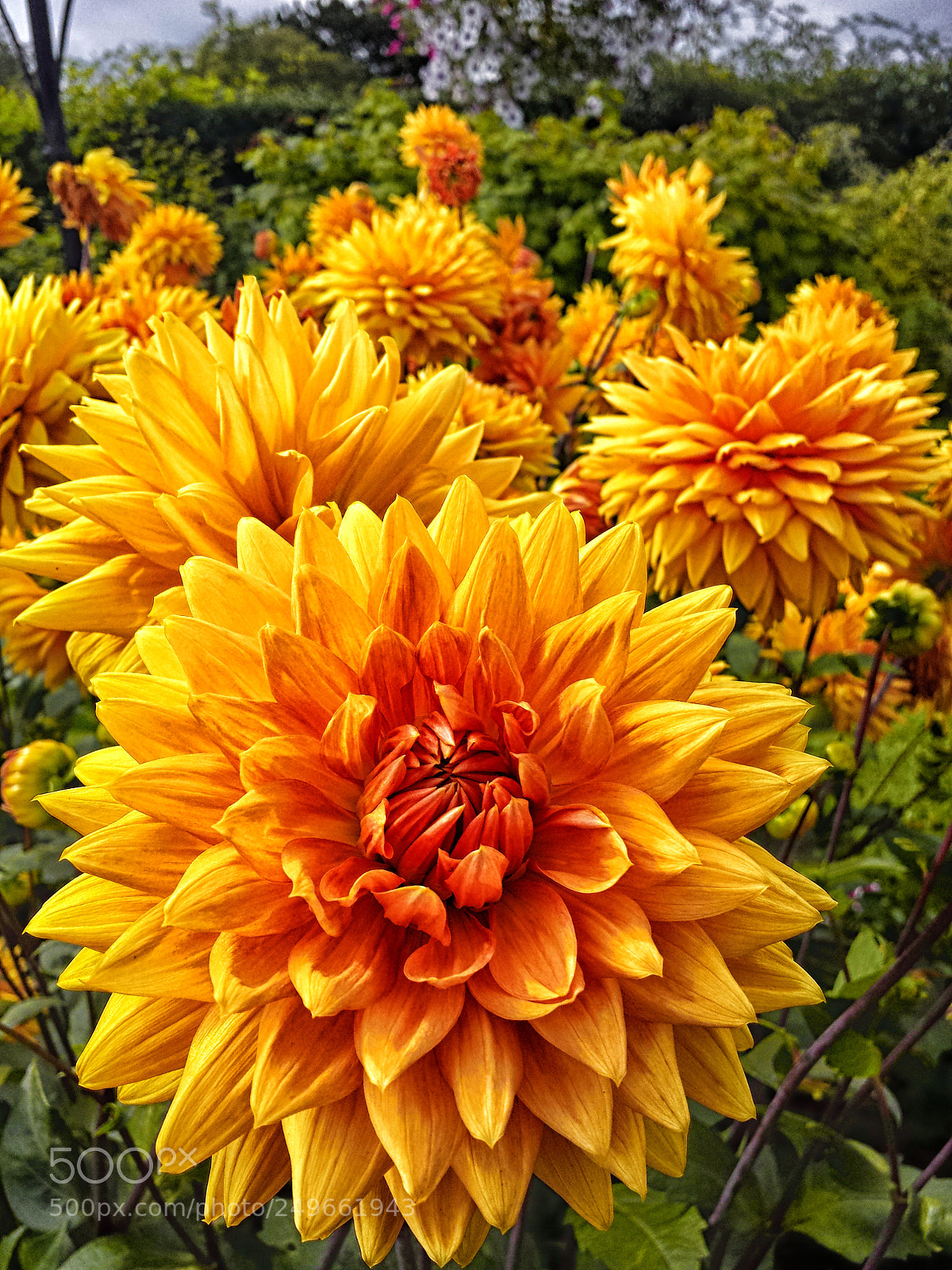 Samsung Galaxy S4 sample photo. Dahlia flowers photography