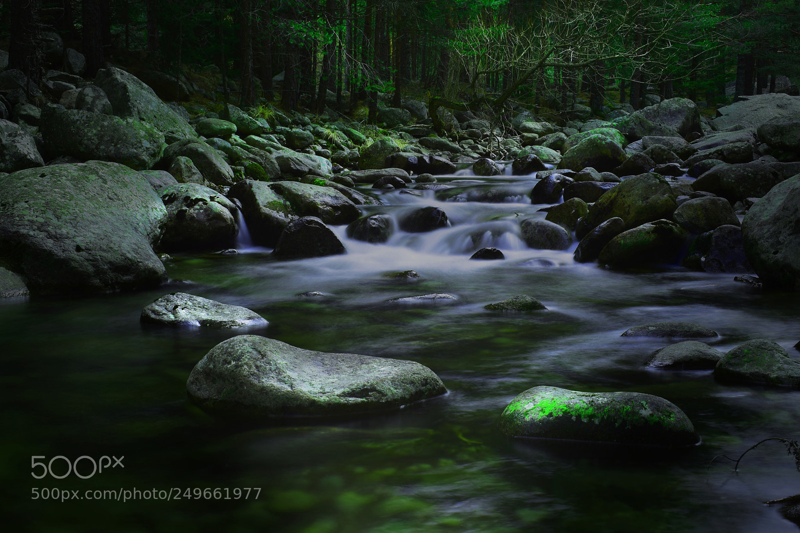 Nikon D5300 sample photo. Deep into the forest  photography