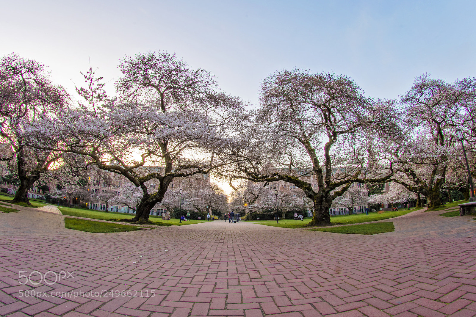 Nikon D500 sample photo. Cherry blossoms at the photography