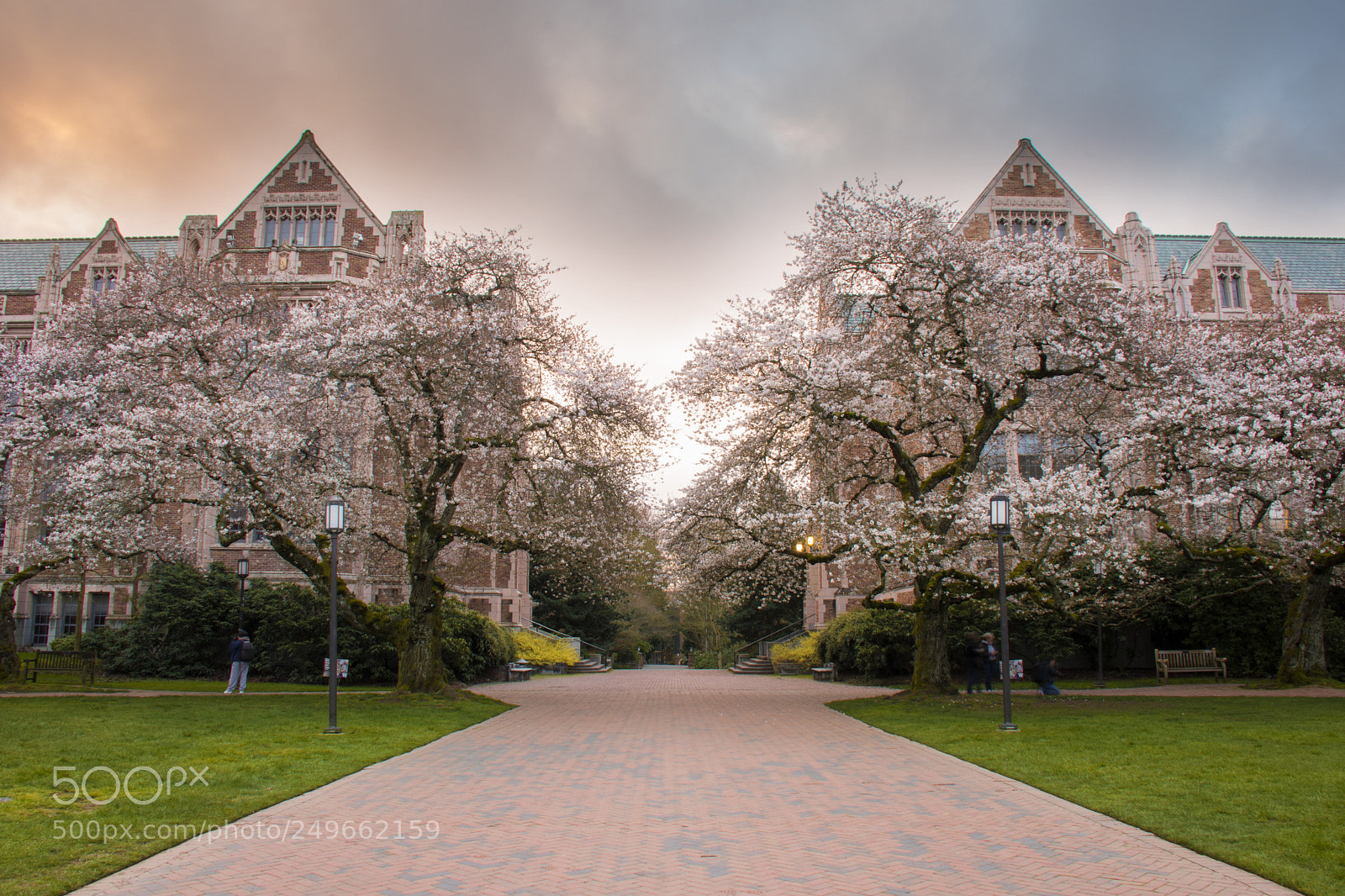 Nikon D500 sample photo. Uw cherry blossoms photography