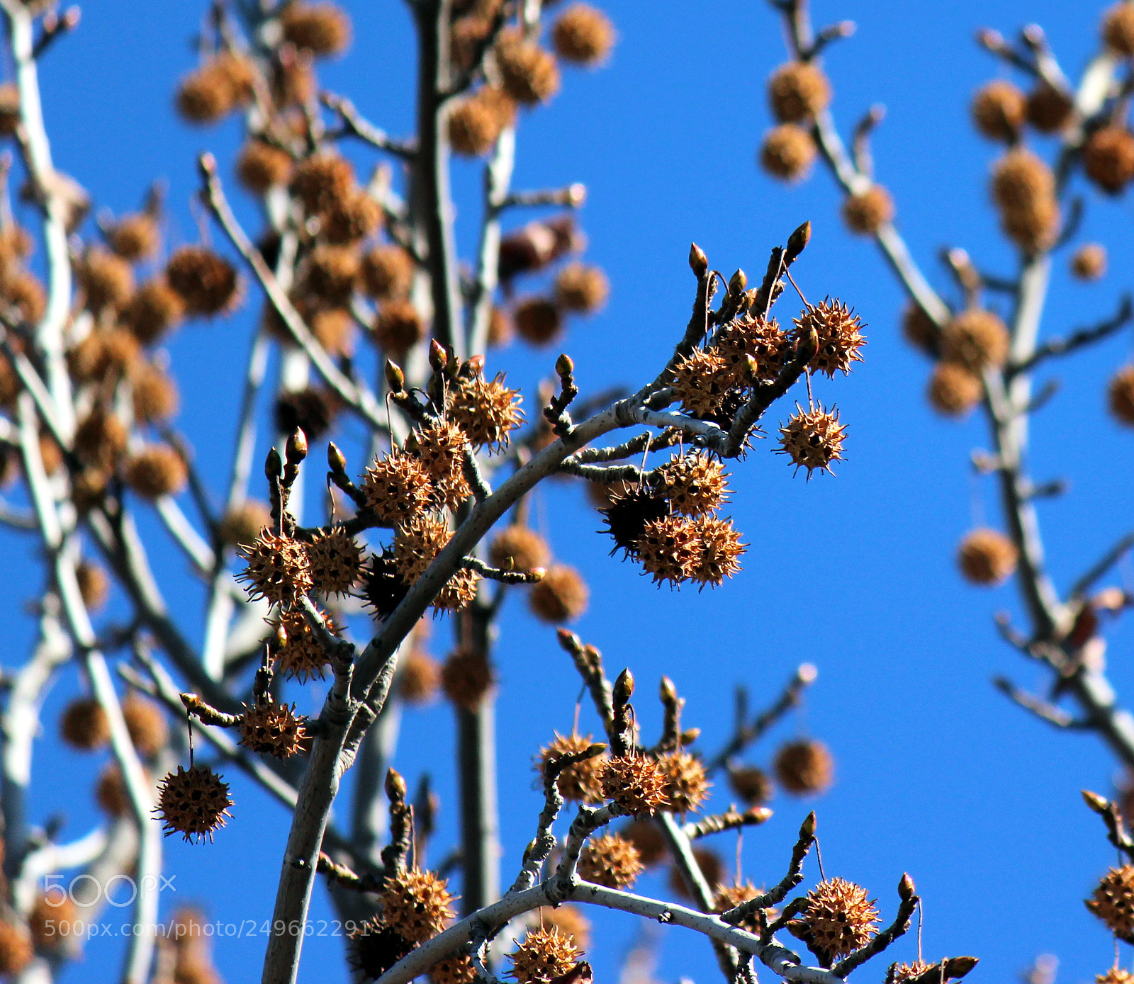 Canon EOS 600D (Rebel EOS T3i / EOS Kiss X5) sample photo. Img photography