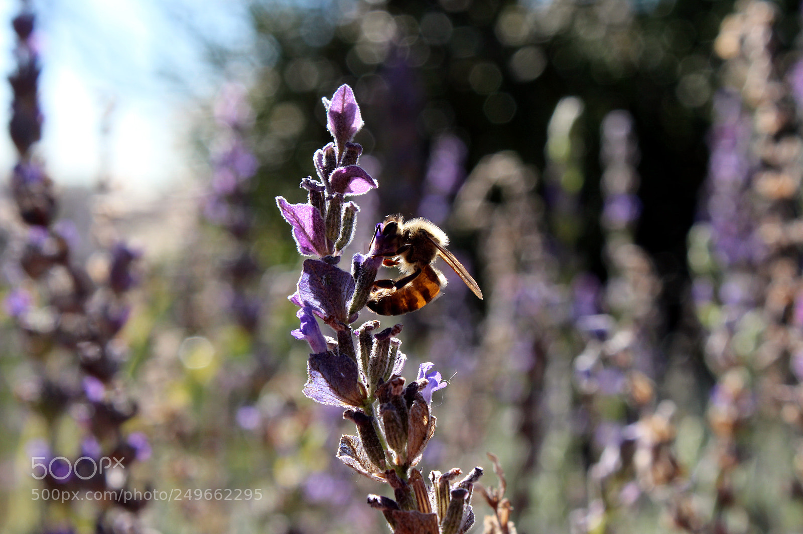 Canon EOS 600D (Rebel EOS T3i / EOS Kiss X5) sample photo. Img photography