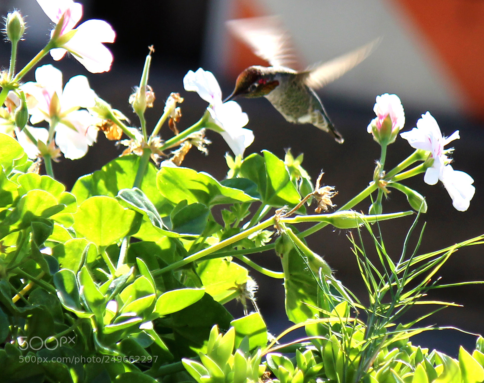 Canon EOS 600D (Rebel EOS T3i / EOS Kiss X5) sample photo. Img photography