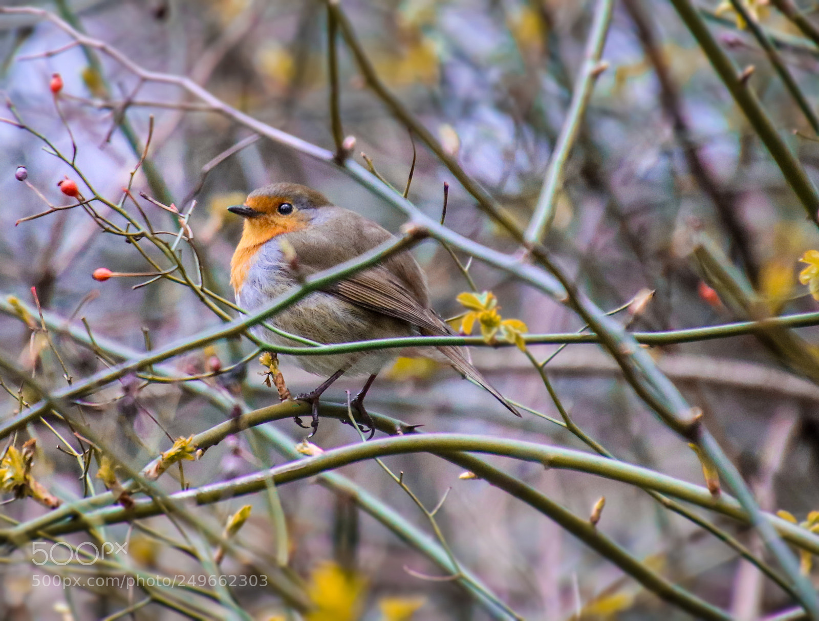 Canon EOS 80D sample photo. Cute bird photography