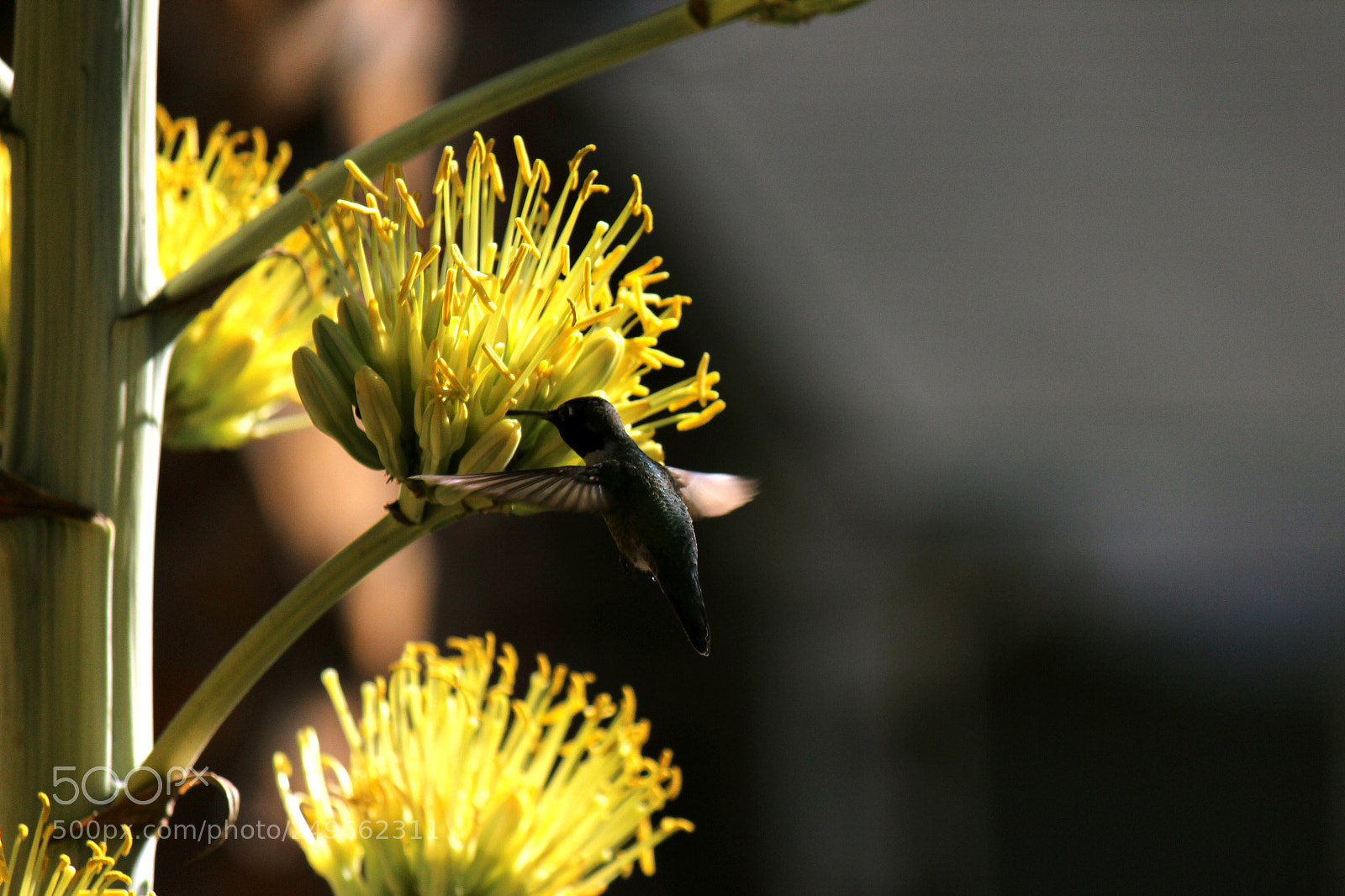 Canon EOS 600D (Rebel EOS T3i / EOS Kiss X5) sample photo. Img photography