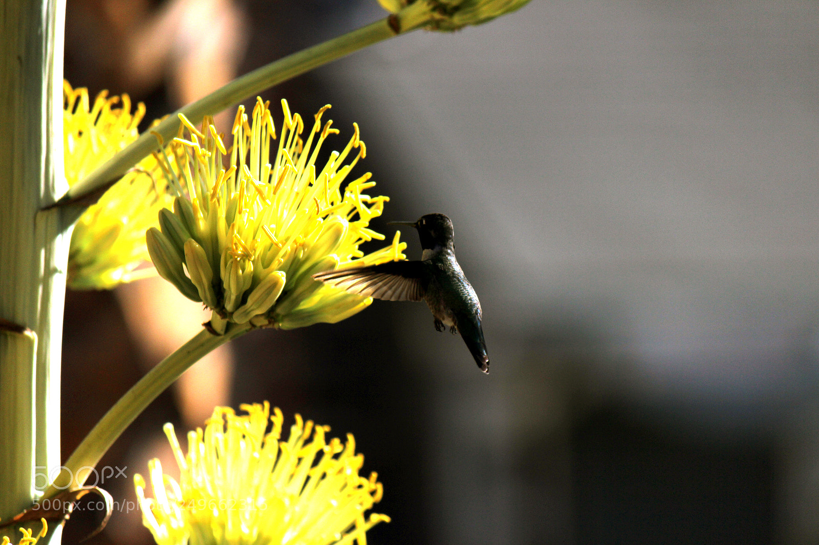 Canon EOS 600D (Rebel EOS T3i / EOS Kiss X5) sample photo. Img photography