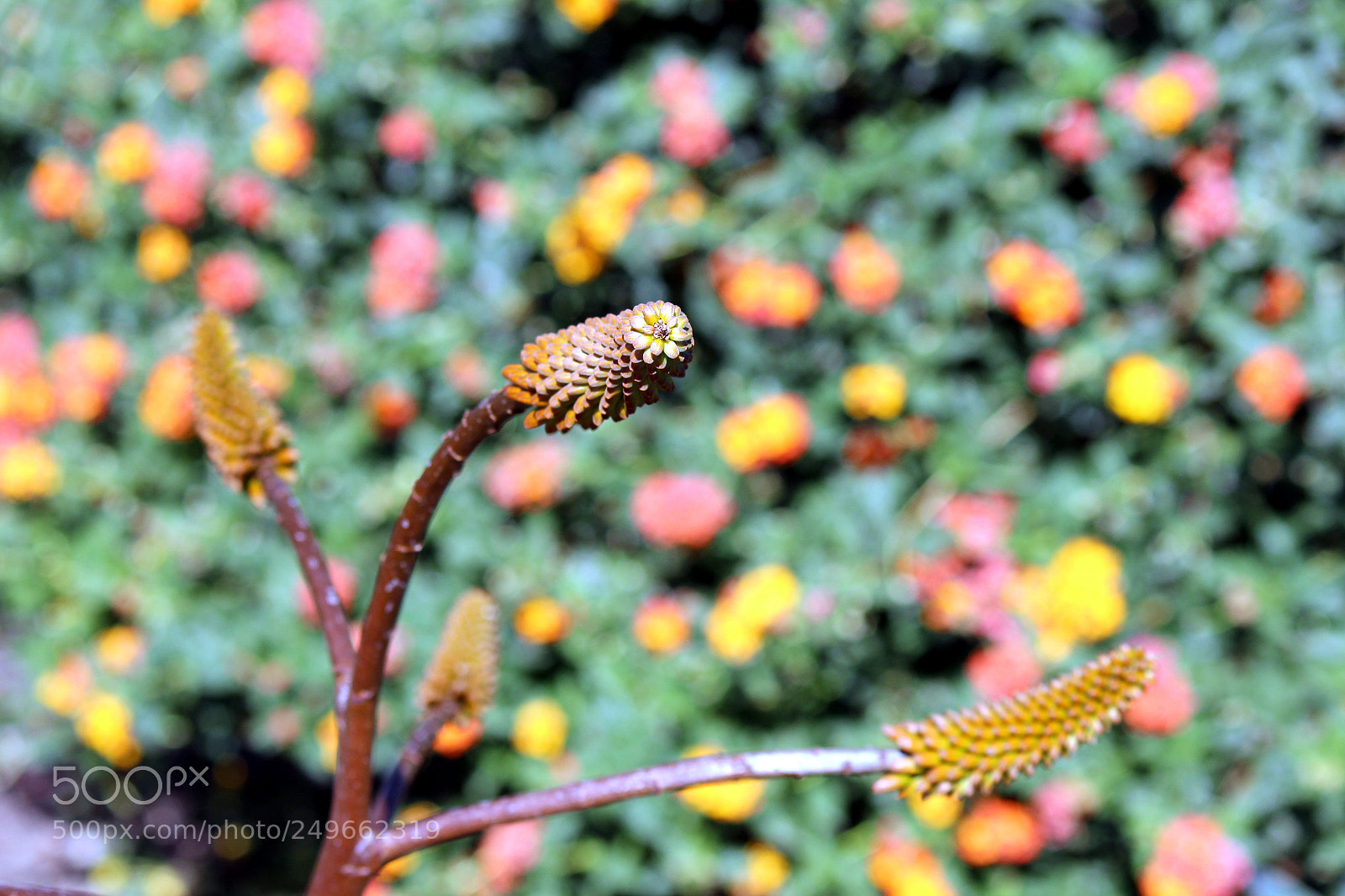 Canon EOS 600D (Rebel EOS T3i / EOS Kiss X5) sample photo. Img photography