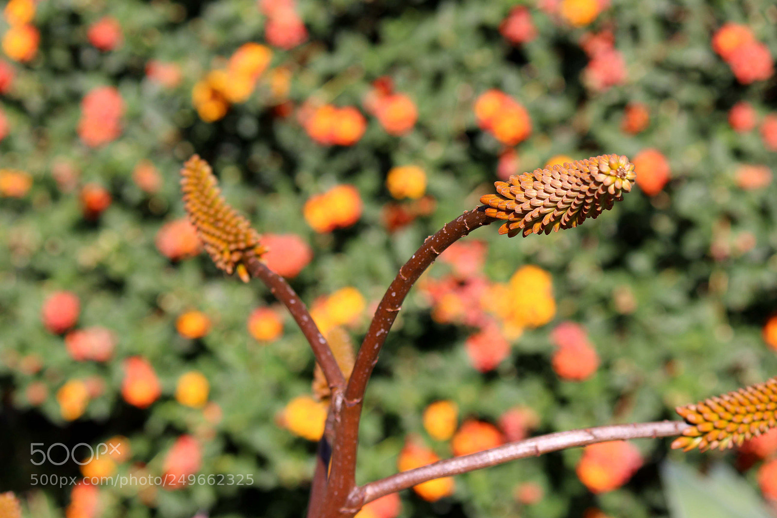 Canon EOS 600D (Rebel EOS T3i / EOS Kiss X5) sample photo. Img photography