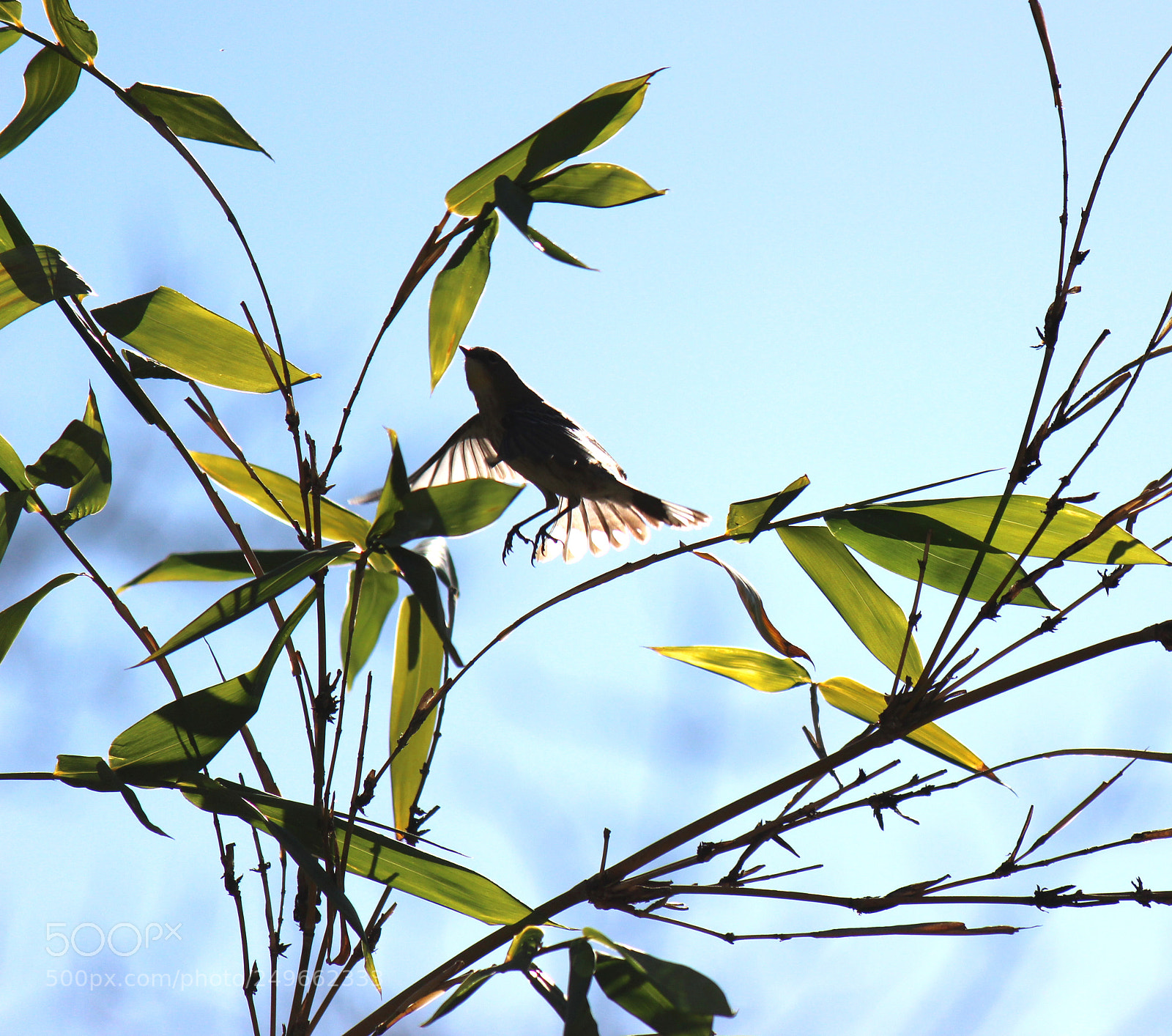 Canon EOS 600D (Rebel EOS T3i / EOS Kiss X5) sample photo. Img photography