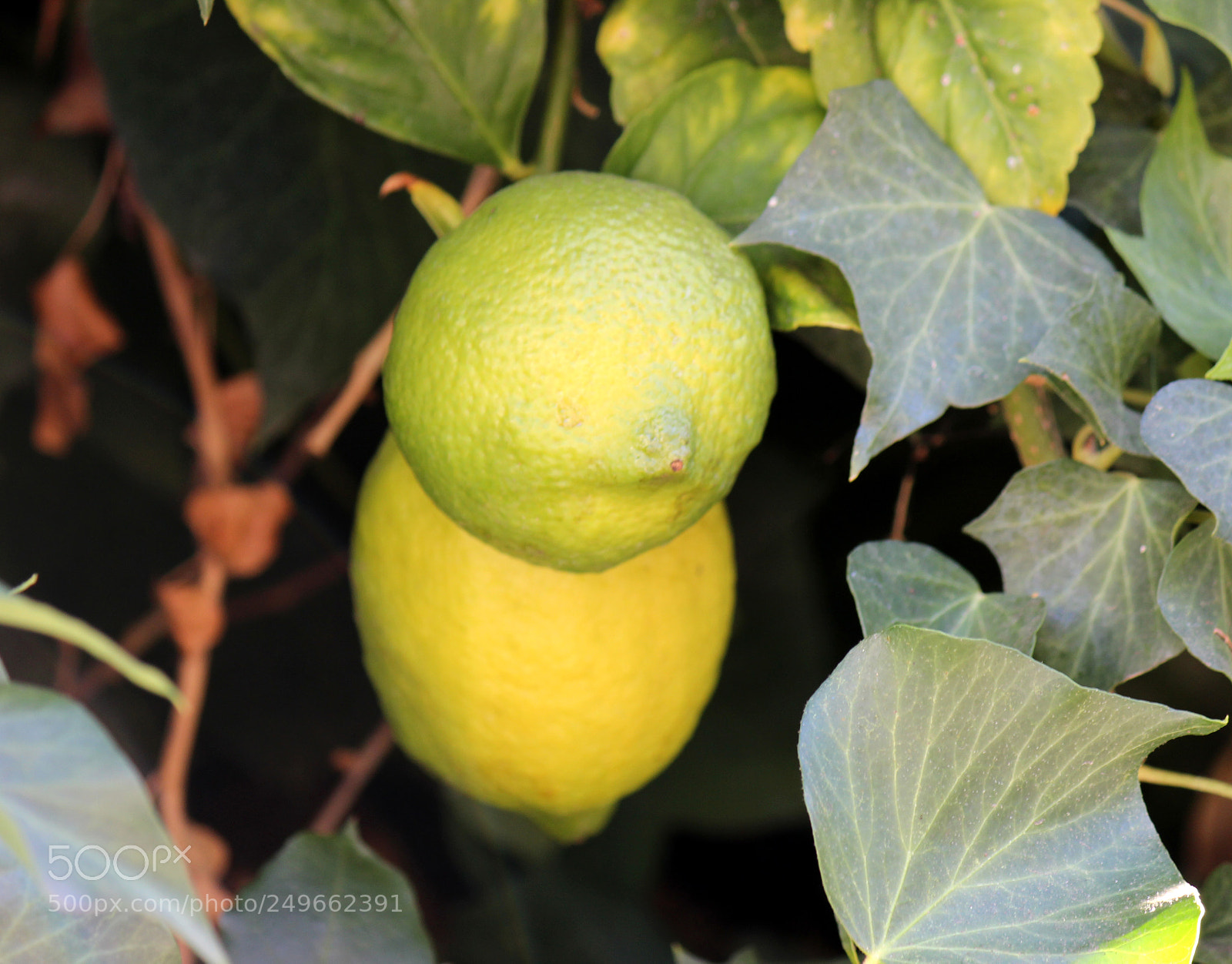 Canon EOS 600D (Rebel EOS T3i / EOS Kiss X5) sample photo. Img photography