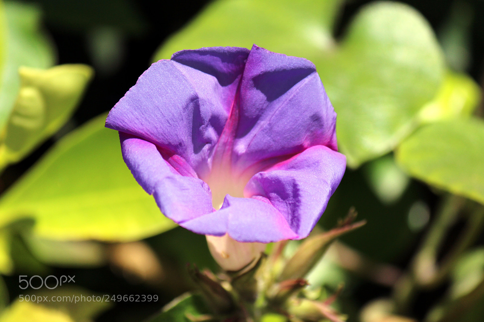Canon EOS 600D (Rebel EOS T3i / EOS Kiss X5) sample photo. Img photography