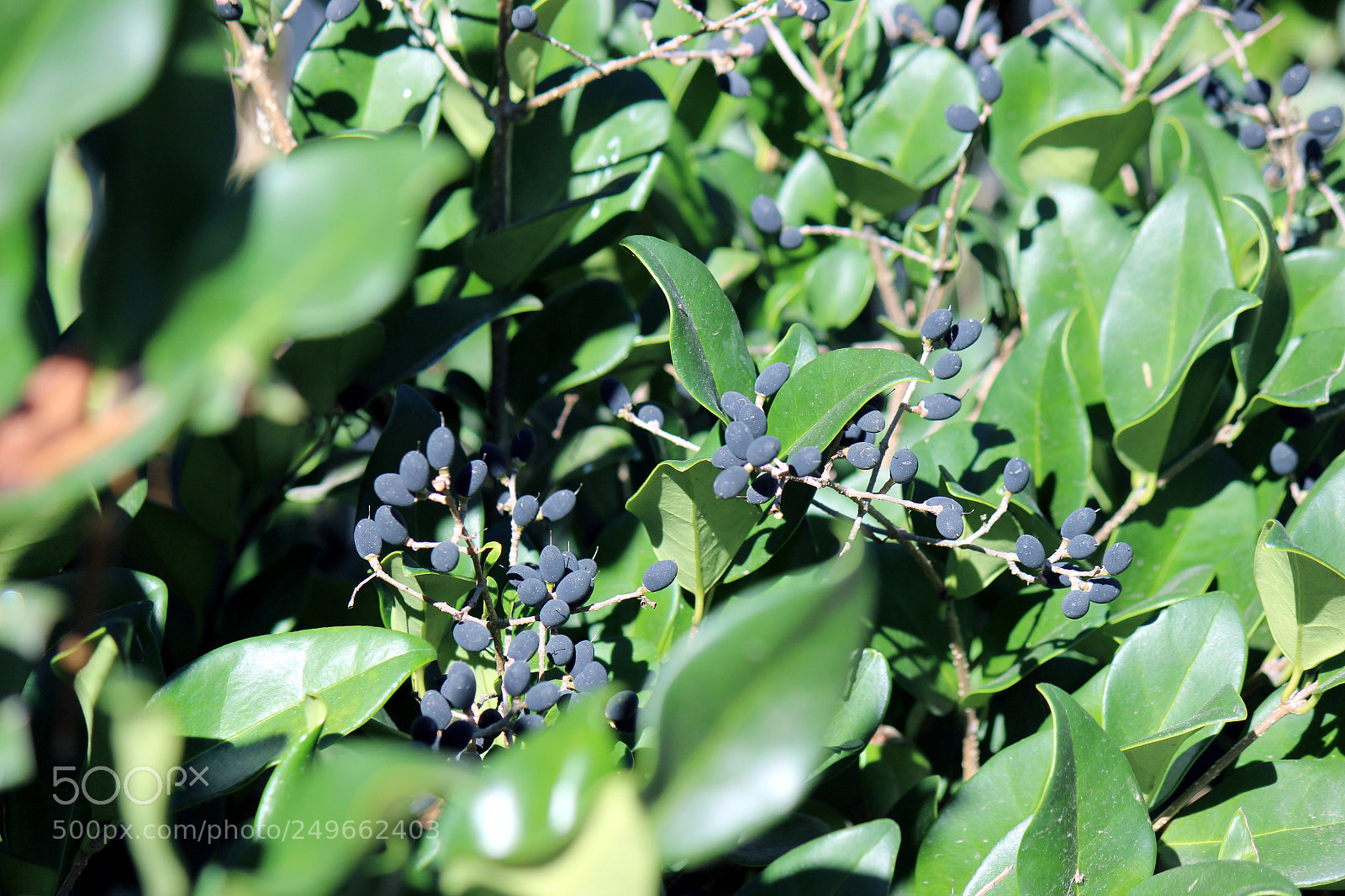 Canon EOS 600D (Rebel EOS T3i / EOS Kiss X5) sample photo. Img photography