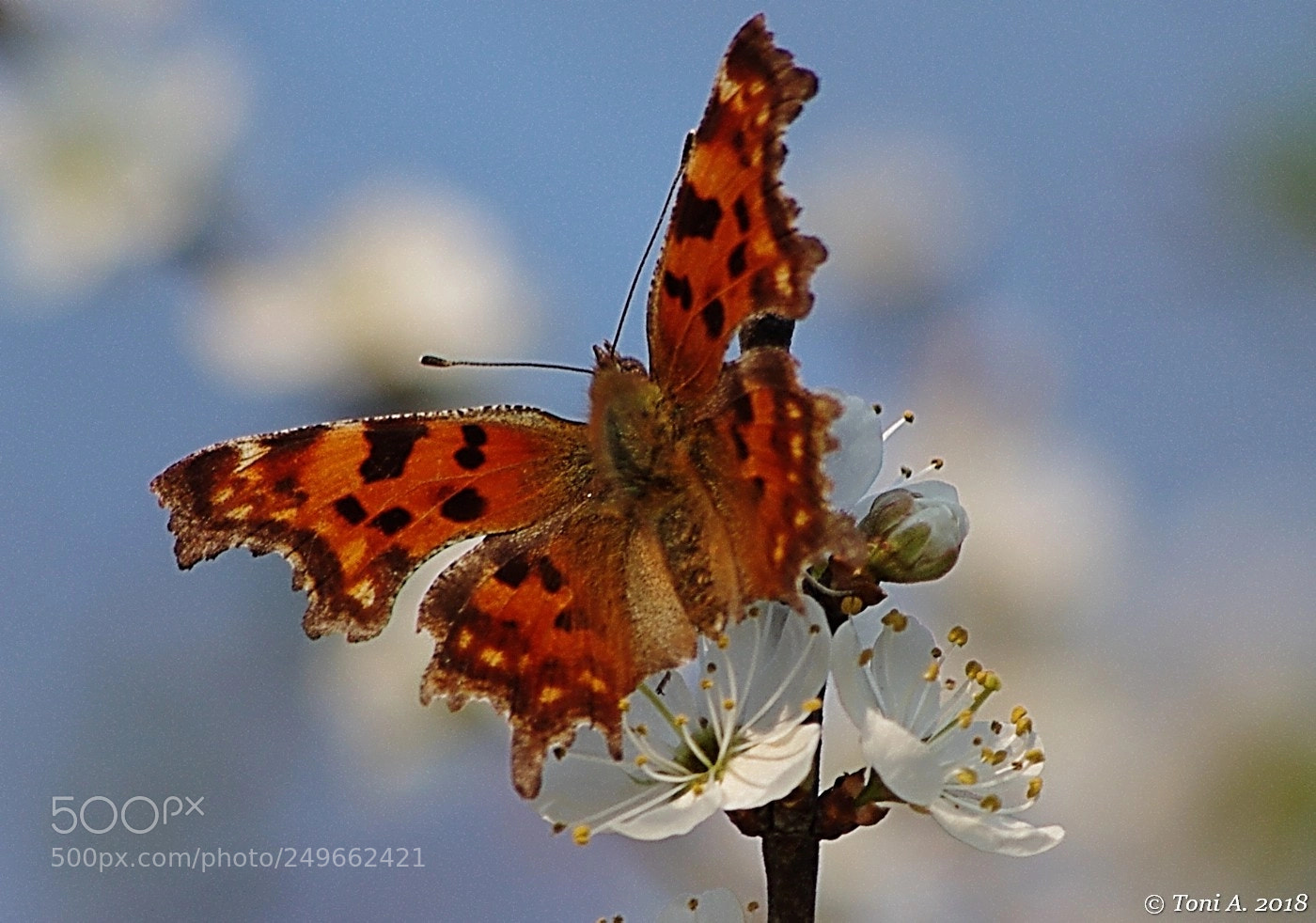 Pentax K-5 II sample photo. Spring photography