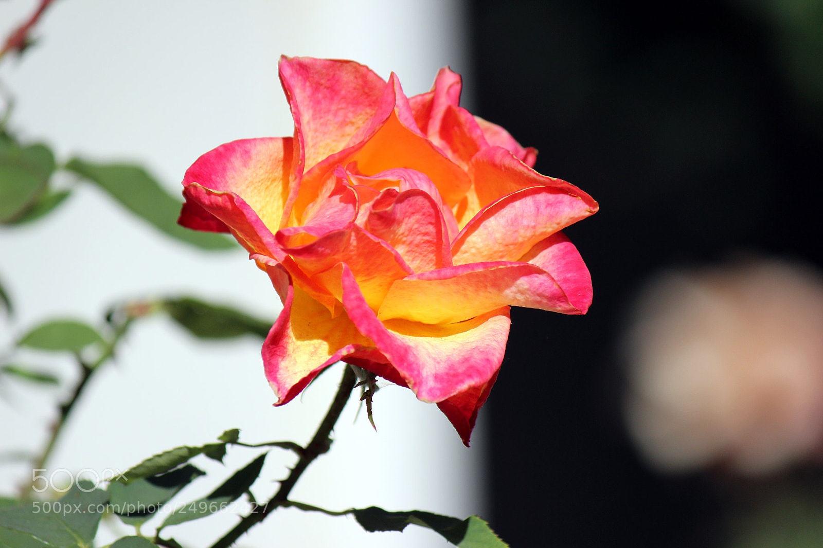 Canon EOS 600D (Rebel EOS T3i / EOS Kiss X5) sample photo. Img photography