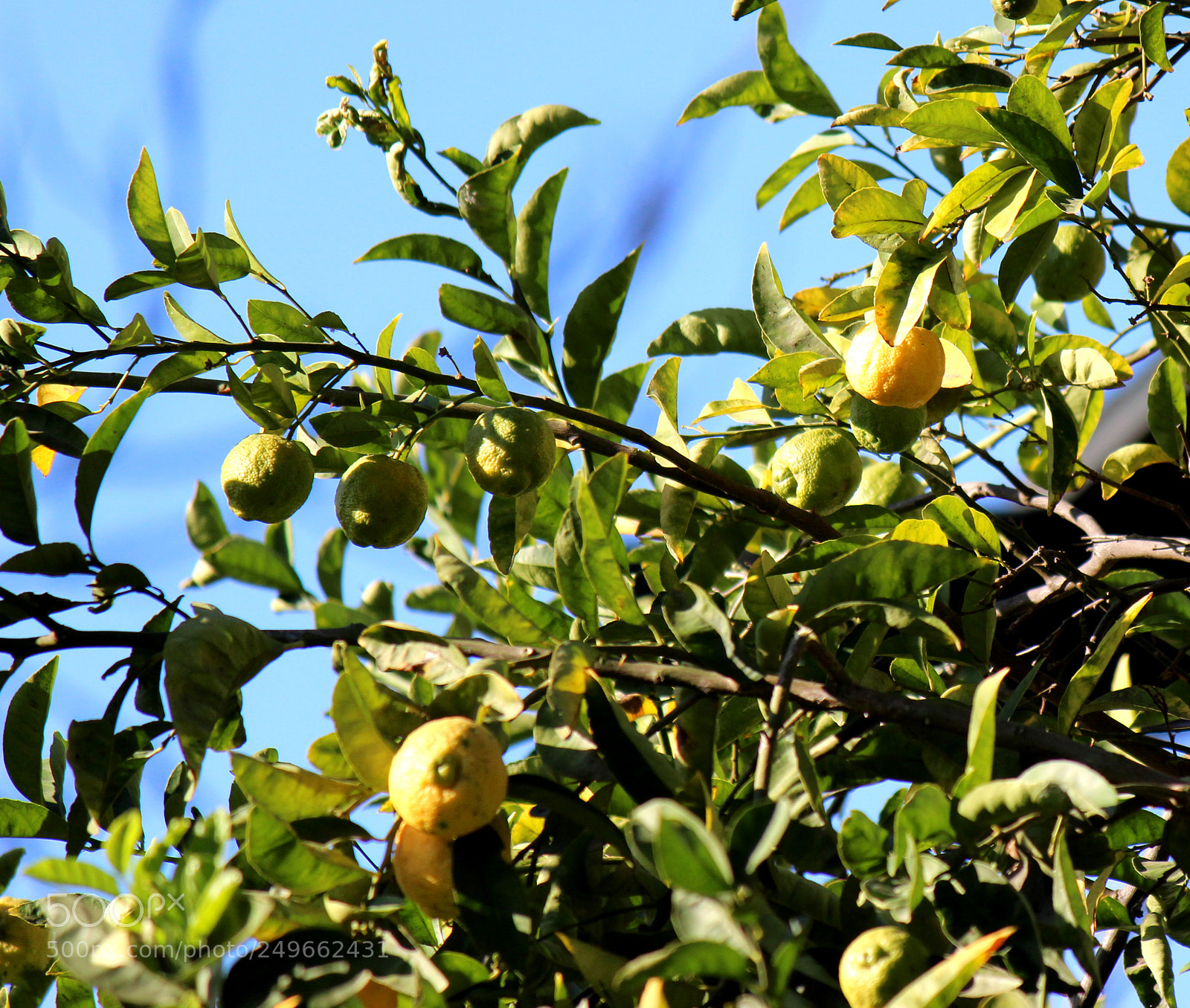 Canon EOS 600D (Rebel EOS T3i / EOS Kiss X5) sample photo. Img photography