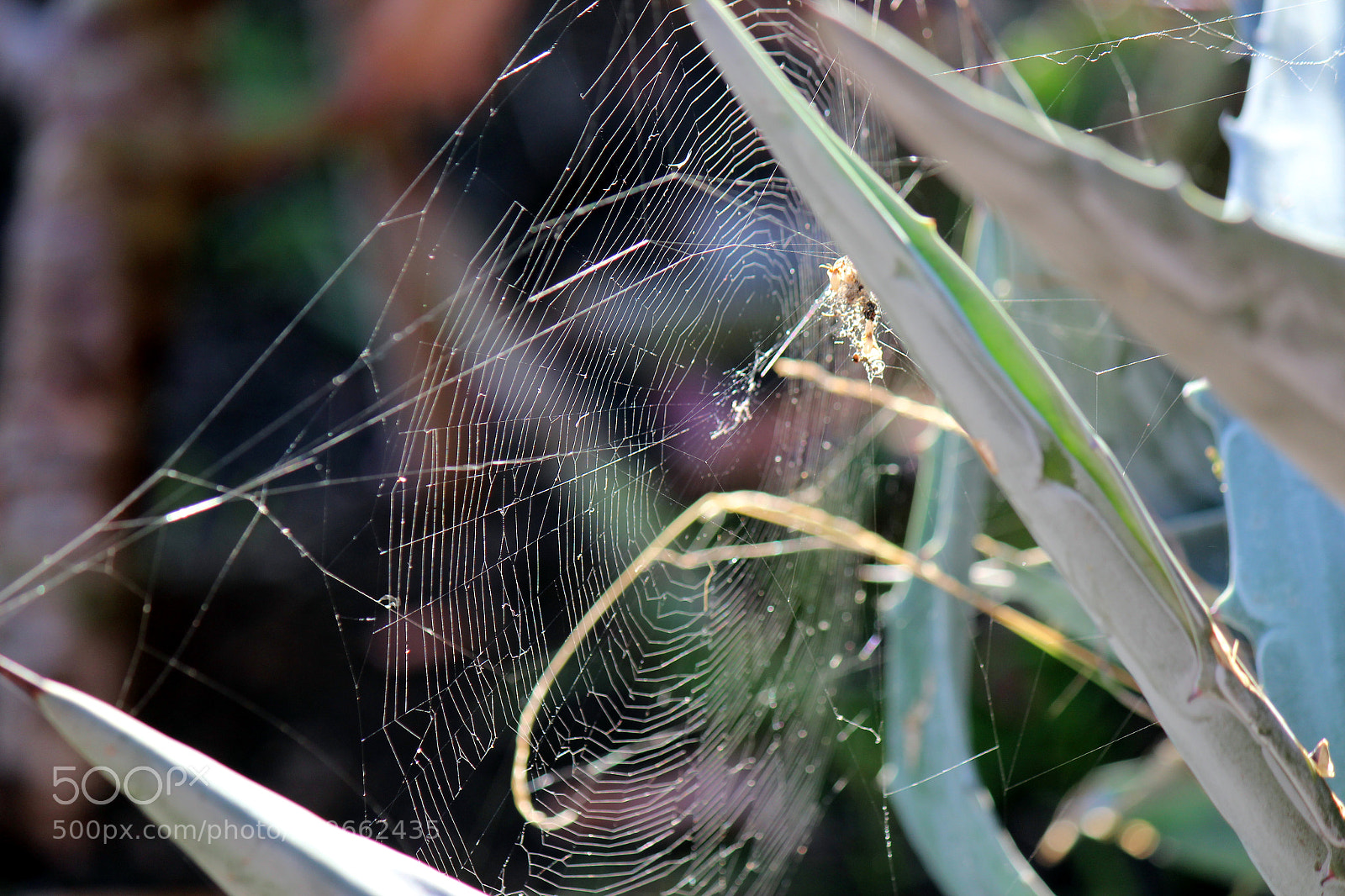 Canon EOS 600D (Rebel EOS T3i / EOS Kiss X5) sample photo. Img photography