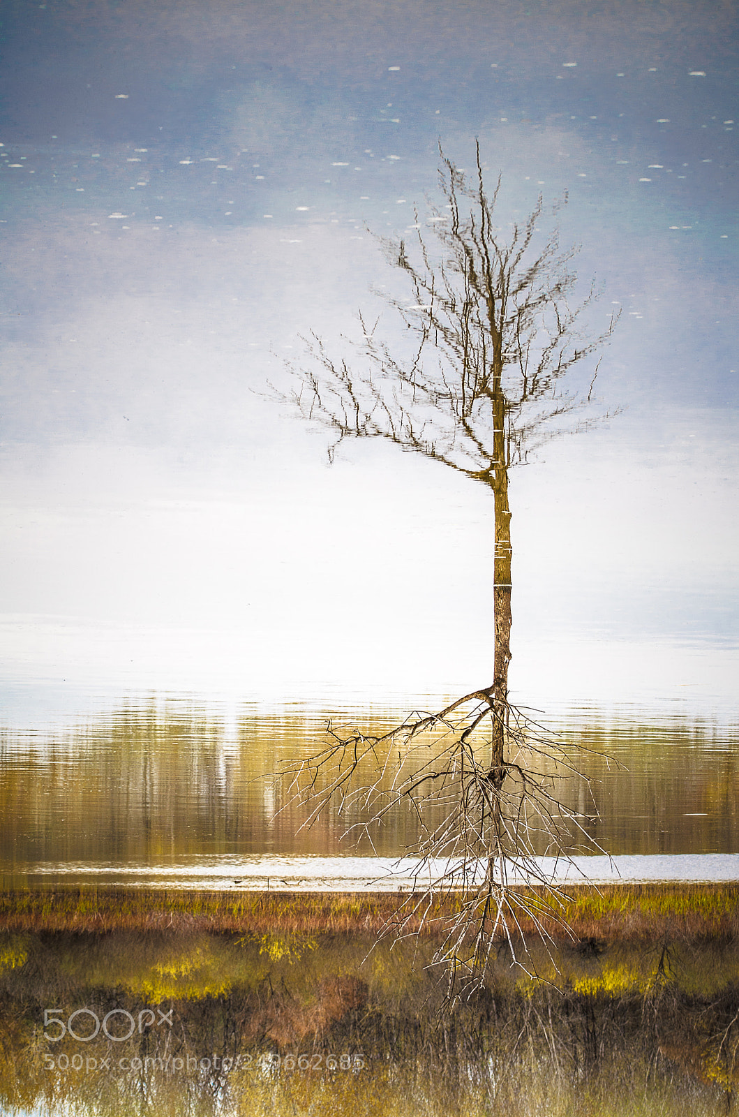 Nikon D5100 sample photo. Tree 002 photography