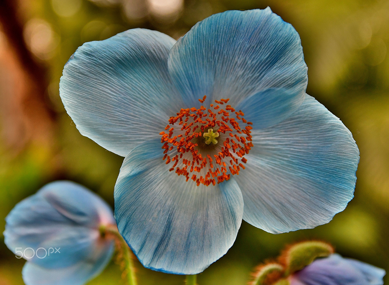 Sigma 17-70mm F2.8-4 DC Macro OS HSM | C sample photo. Springtime photography