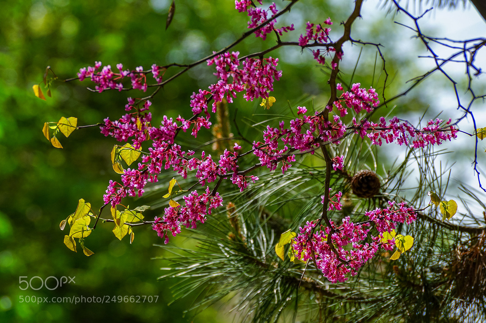 Sony ILCA-77M2 sample photo. Branch of cercis photography