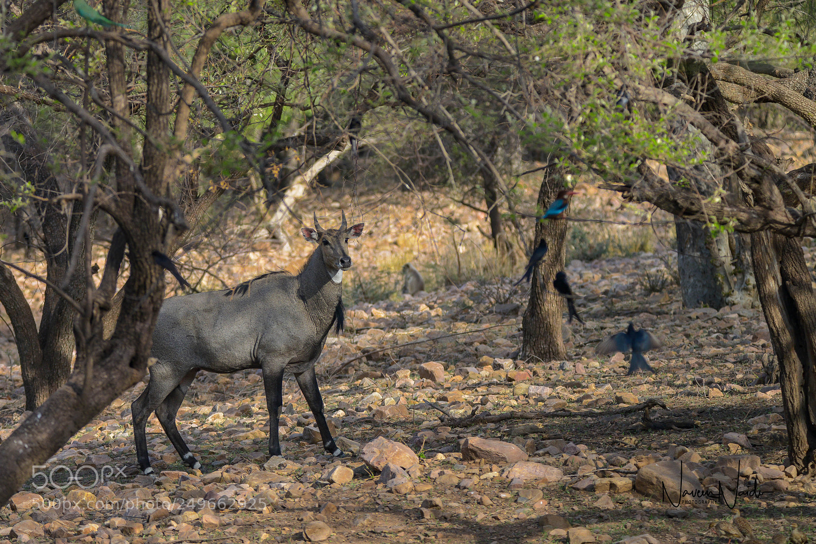 Nikon D800 sample photo. Nilghai photography