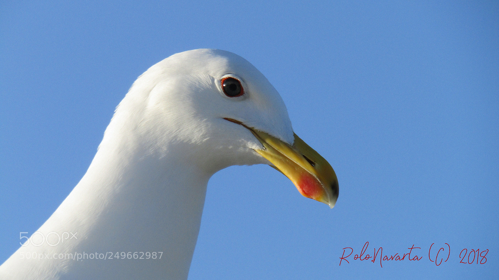 Canon PowerShot SX410 IS sample photo. Gaviota photography