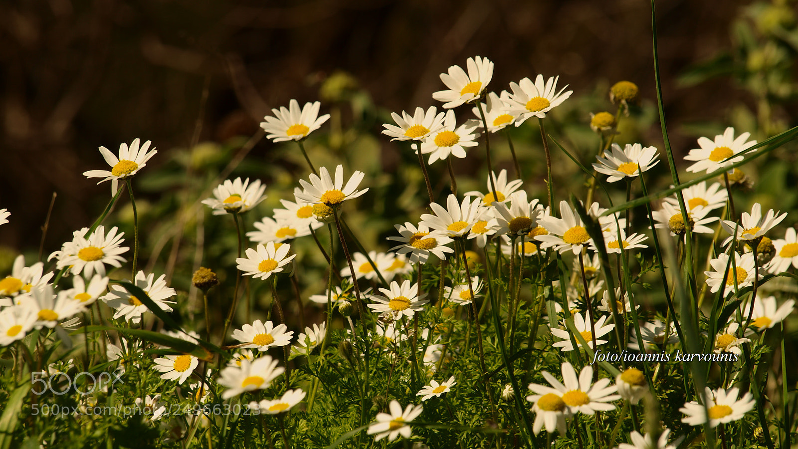 Olympus E-520 (EVOLT E-520) sample photo. Daisy ( ~..~) * photography