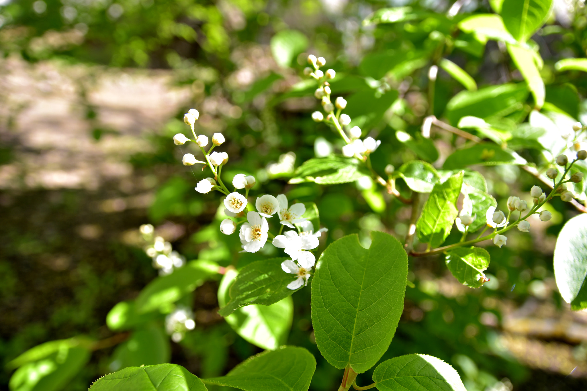 Sigma 17-70mm F2.8-4 DC Macro OS HSM sample photo